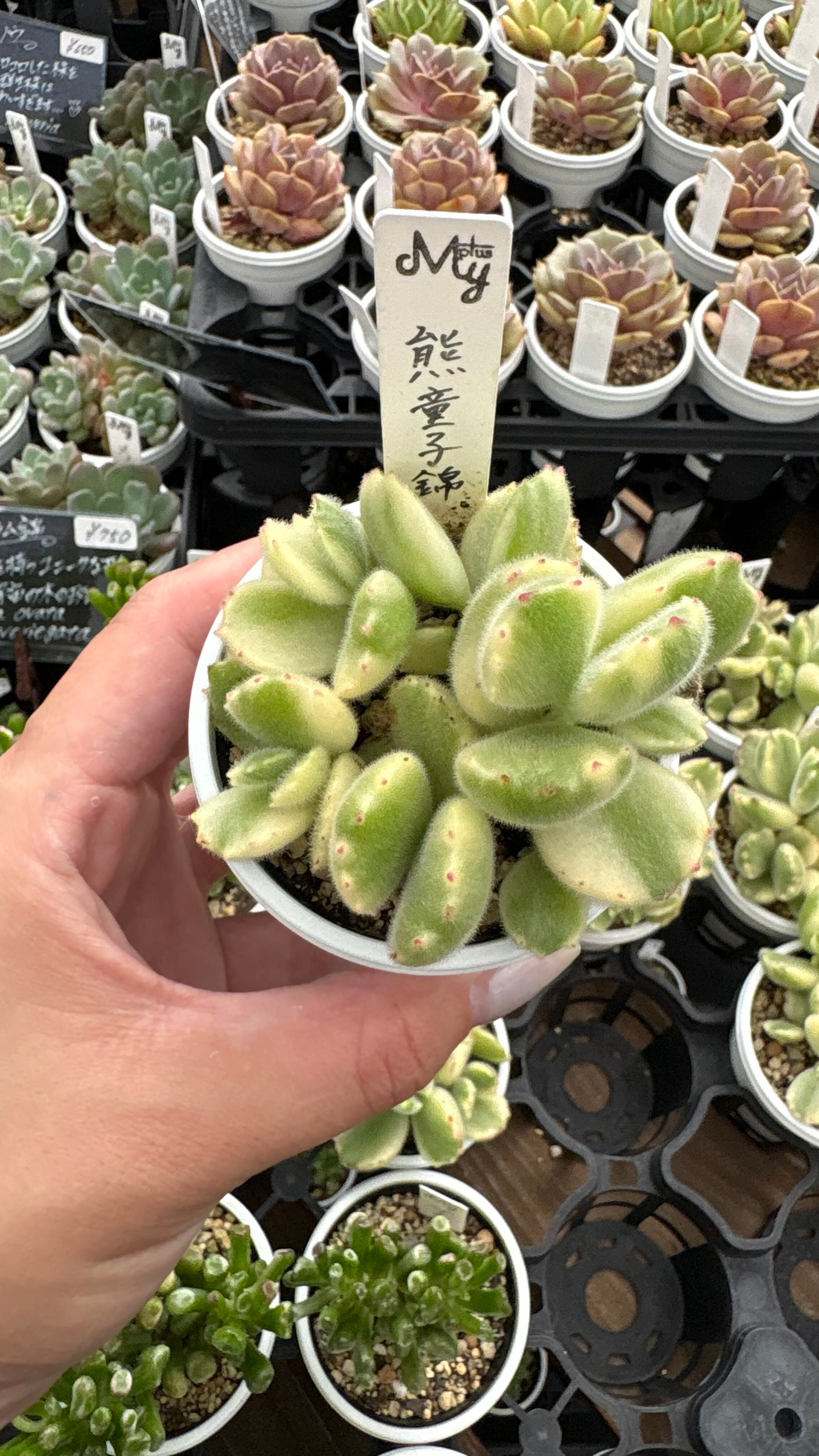 多肉植物専門店MYplus