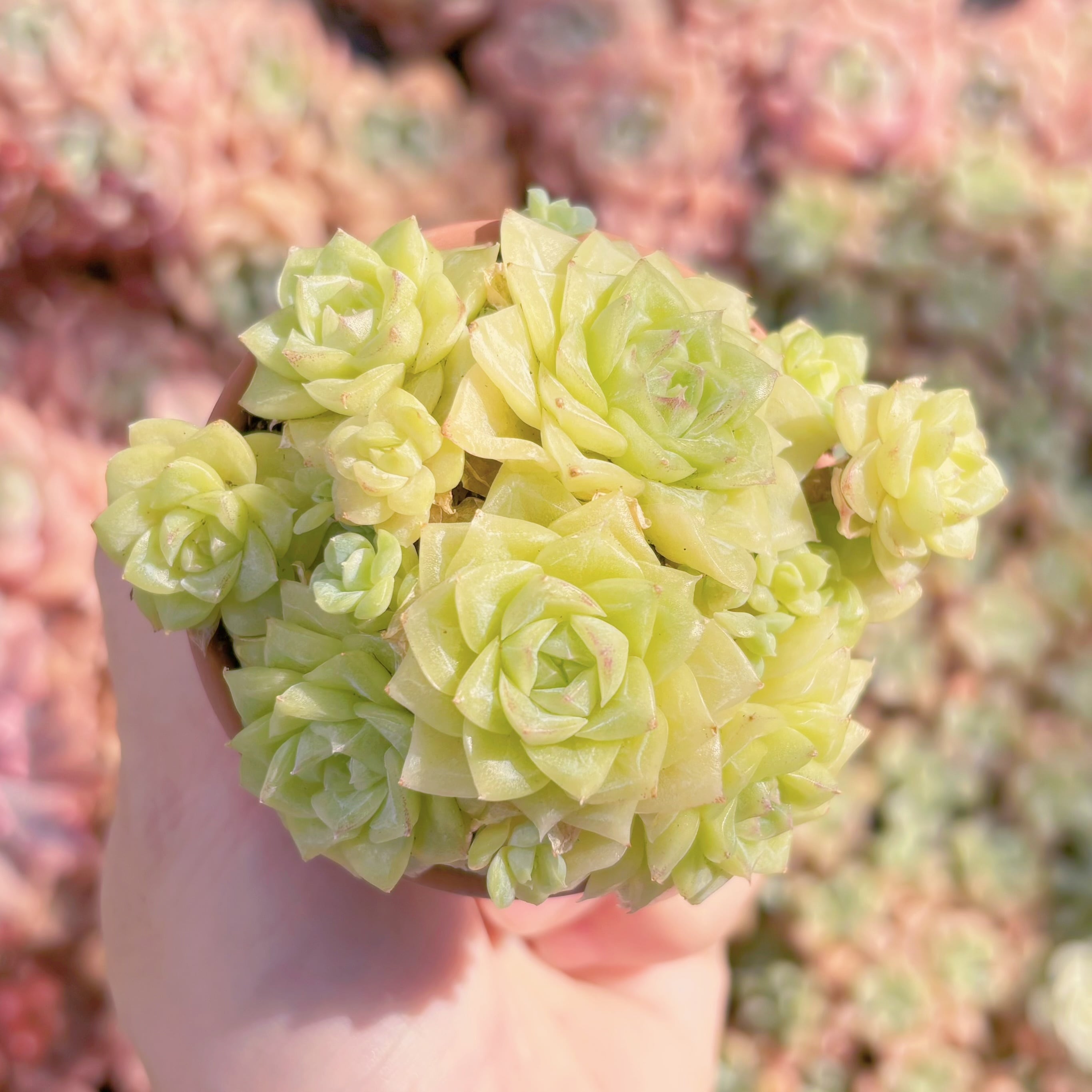 多肉植物　ホワイトスワン　群生　新入荷　るる農園