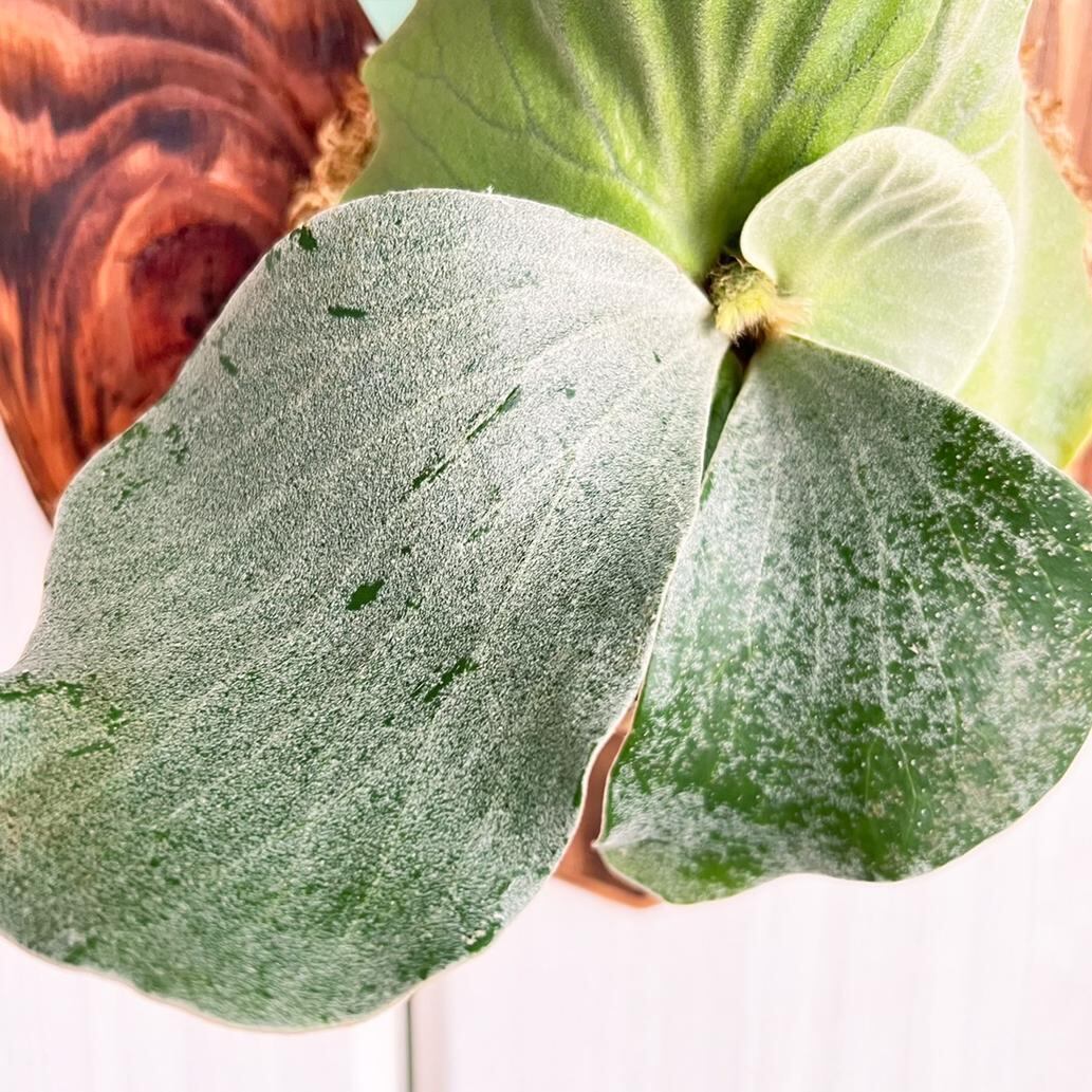 ビカクシダ エレファントティス 中株 板付 【観葉植物 壁掛け コウモリ