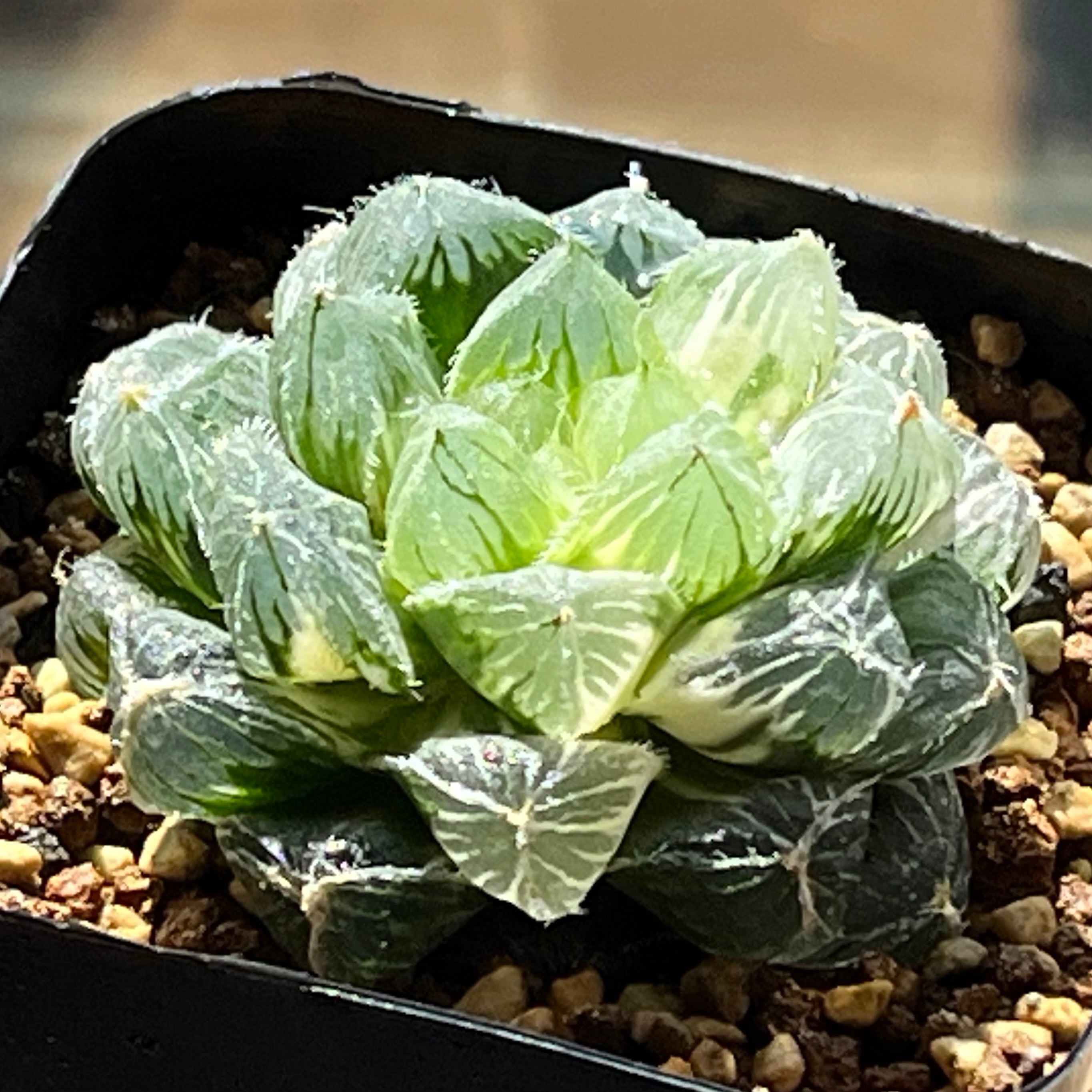 ハオルチア オブツーサ錦 竜珠 | mocono_plants