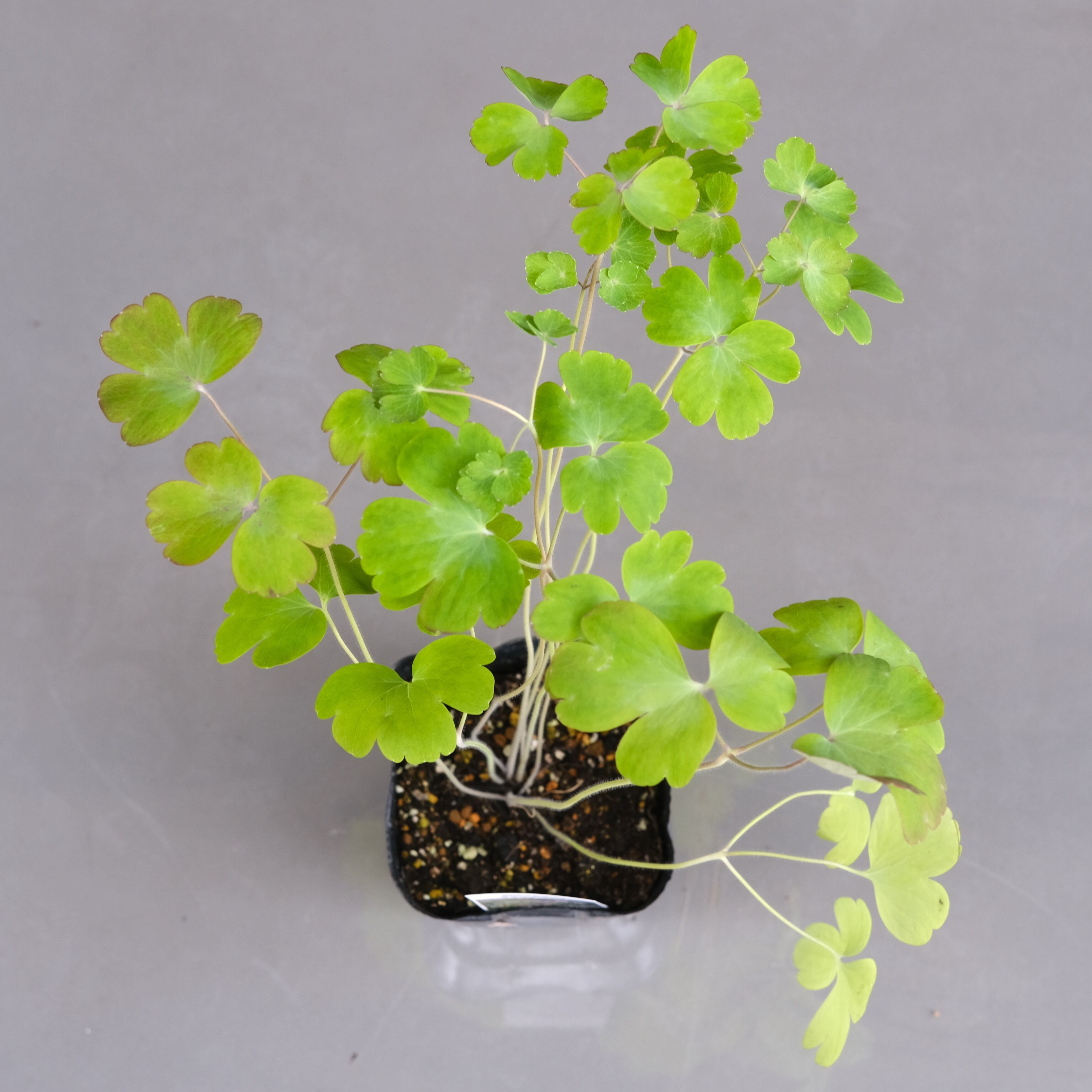 新品種！オダマキ《 ダブルプリーツ ブラックベリー 》 | グリーン