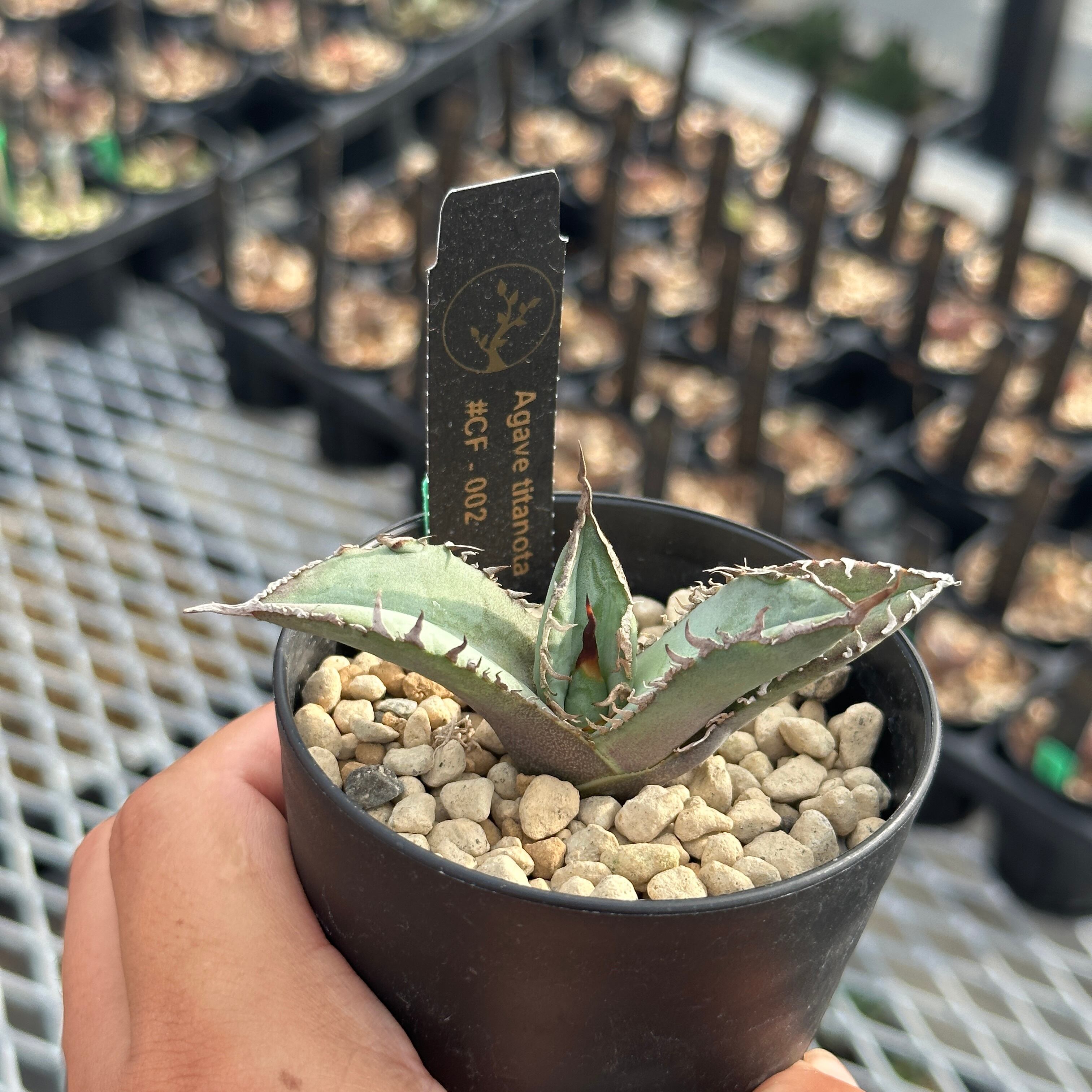 Agave titanota(アガベ チタノタ )＃CF-002 子株　良型　発根済