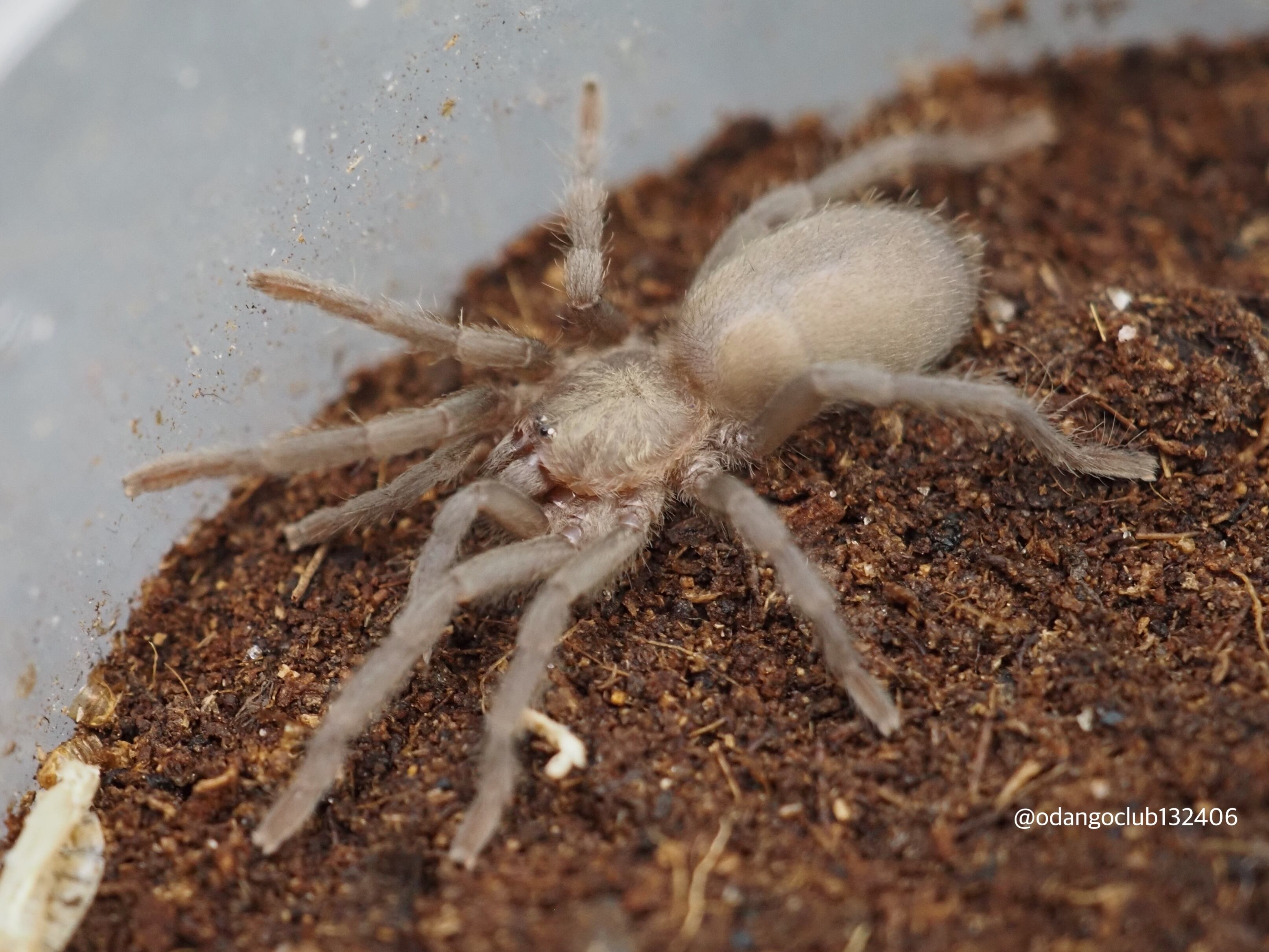 ミドルイーストブラック 1匹 タランチュラ | おだんごくらぶ