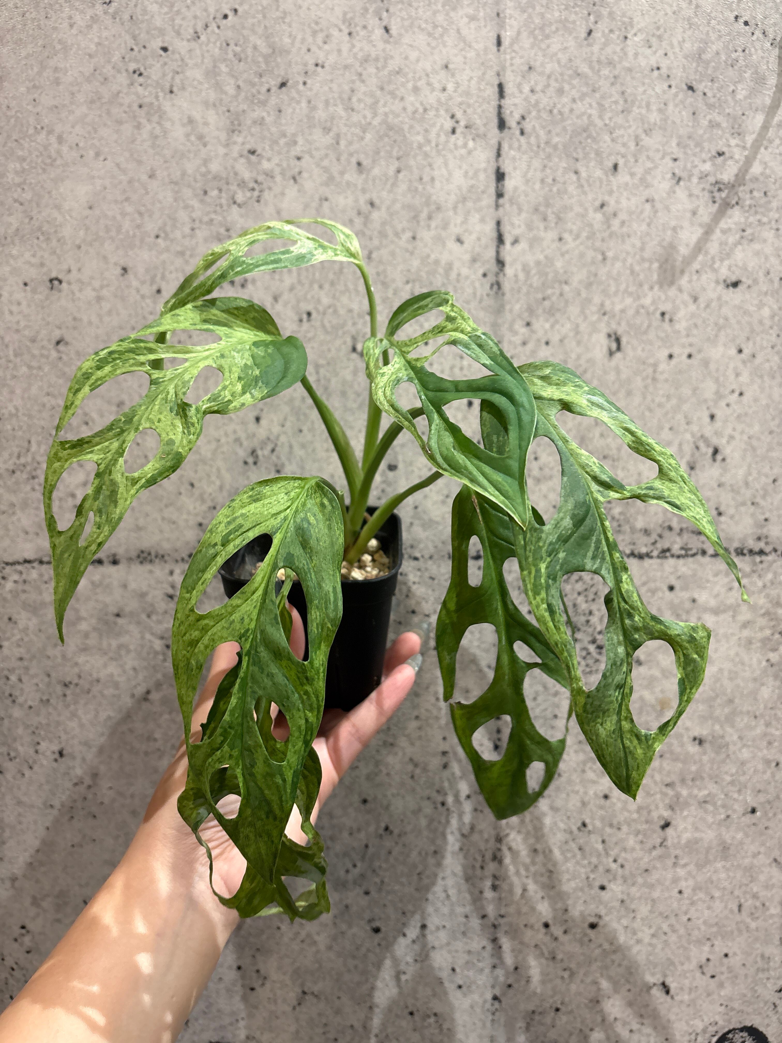 Cモンステラ コンパクタ カルティバー | MIDORIYA 観葉植物専門店