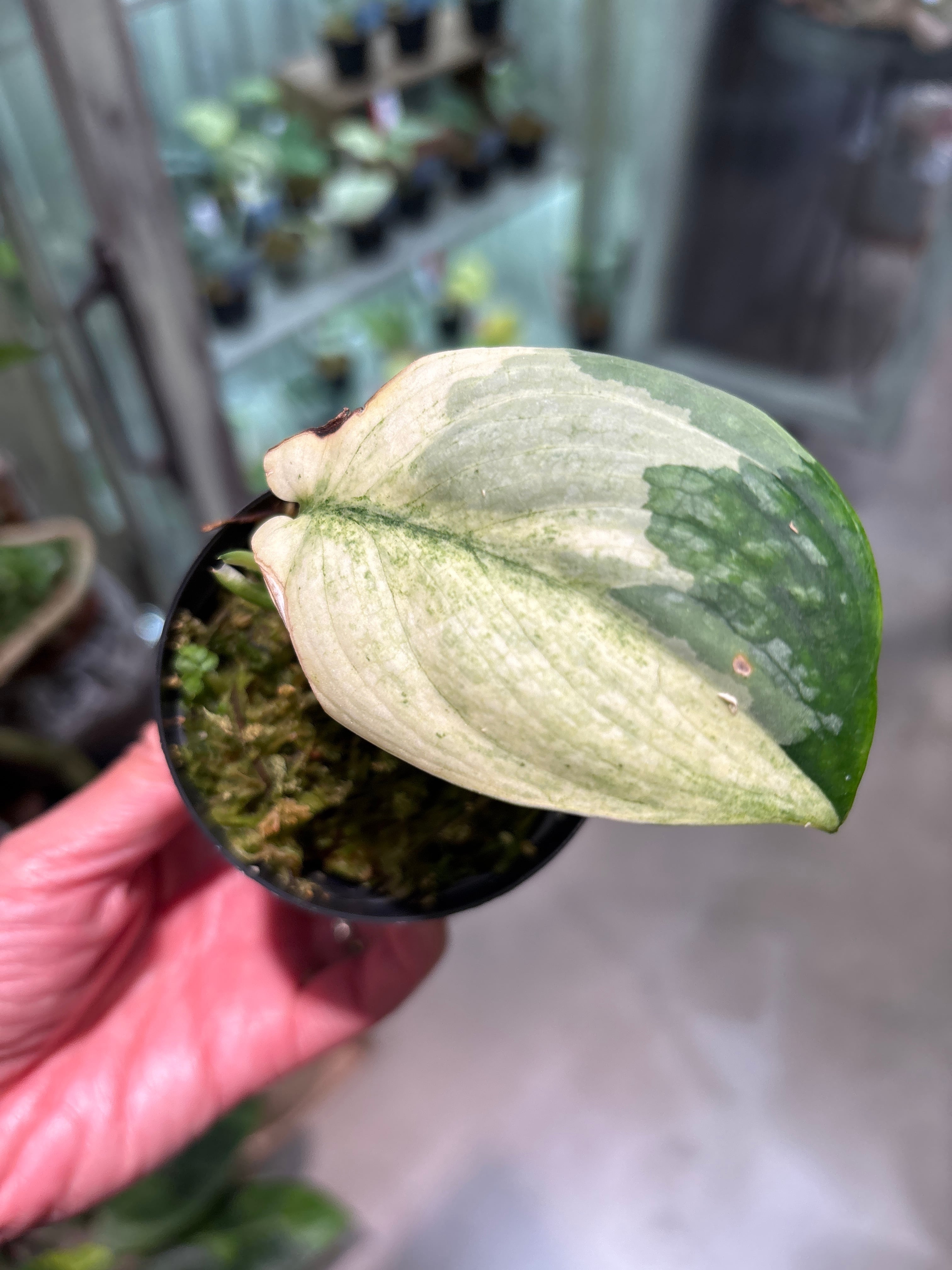 胞子] lemoinei レモイネイ ビカクシダ | Pay ID