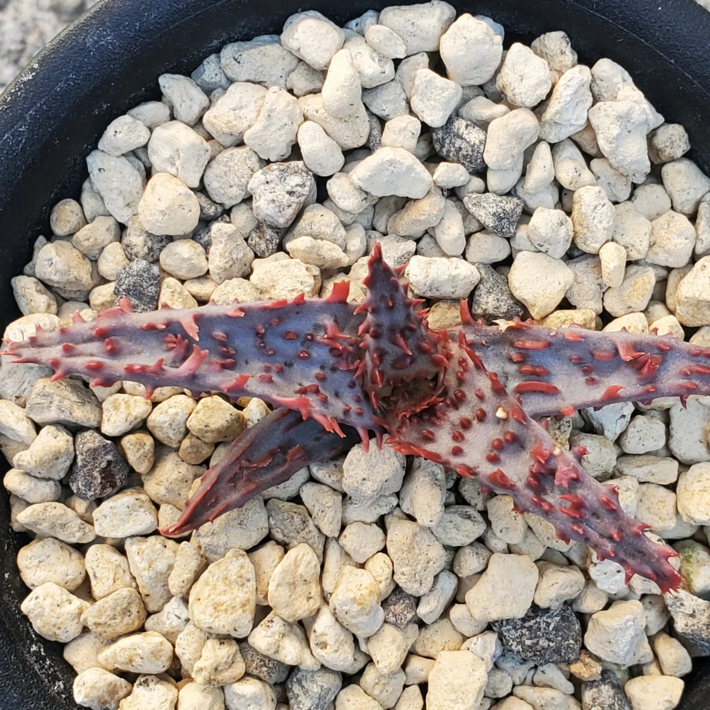 F00524_Aloe 'Glorious Dragon'（TCT）：アロエ・グロリアスドラゴン