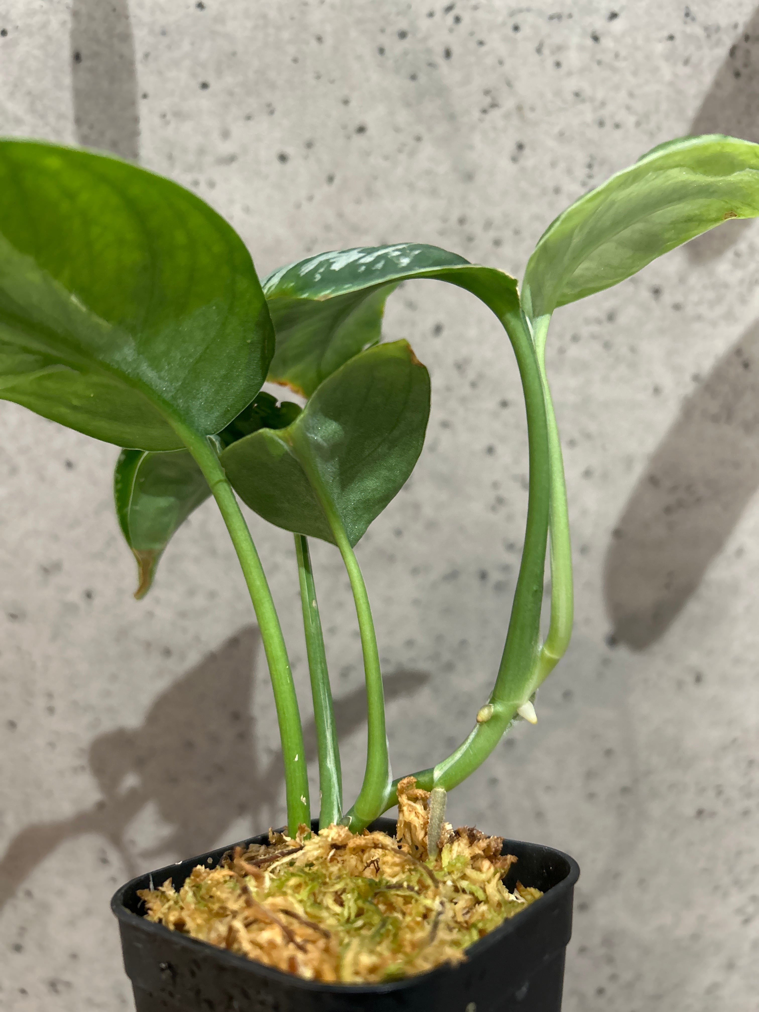O-5 スキンダプサス スパイダー | MIDORIYA 観葉植物専門店