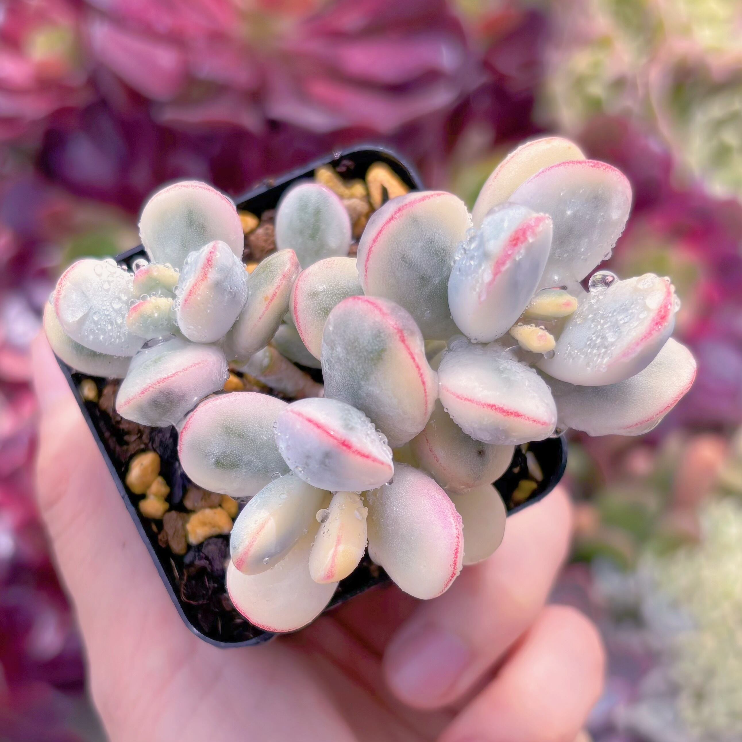 現品　達磨福娘錦#F053　るる農園