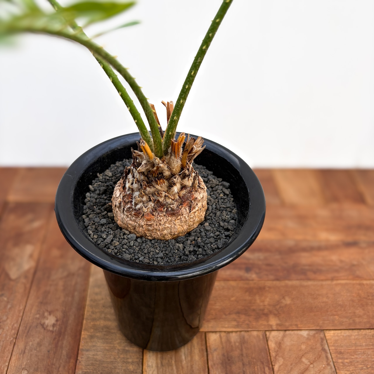 Cycas sp. ‘Thai Silver’【サイカス・タイシルバー】