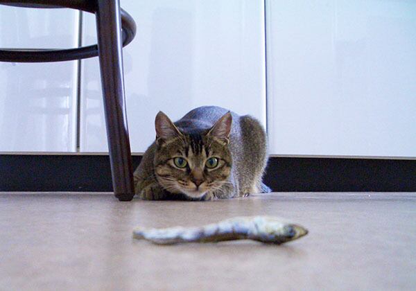 猫 ポストカード The Cat who.... 猫は煮干しを追いかける 10x14.8センチ(cm)官製はがきサイズ 猫写真 はがき ねこ葉書 ネコハガキ Postcard アイとちび アイシス