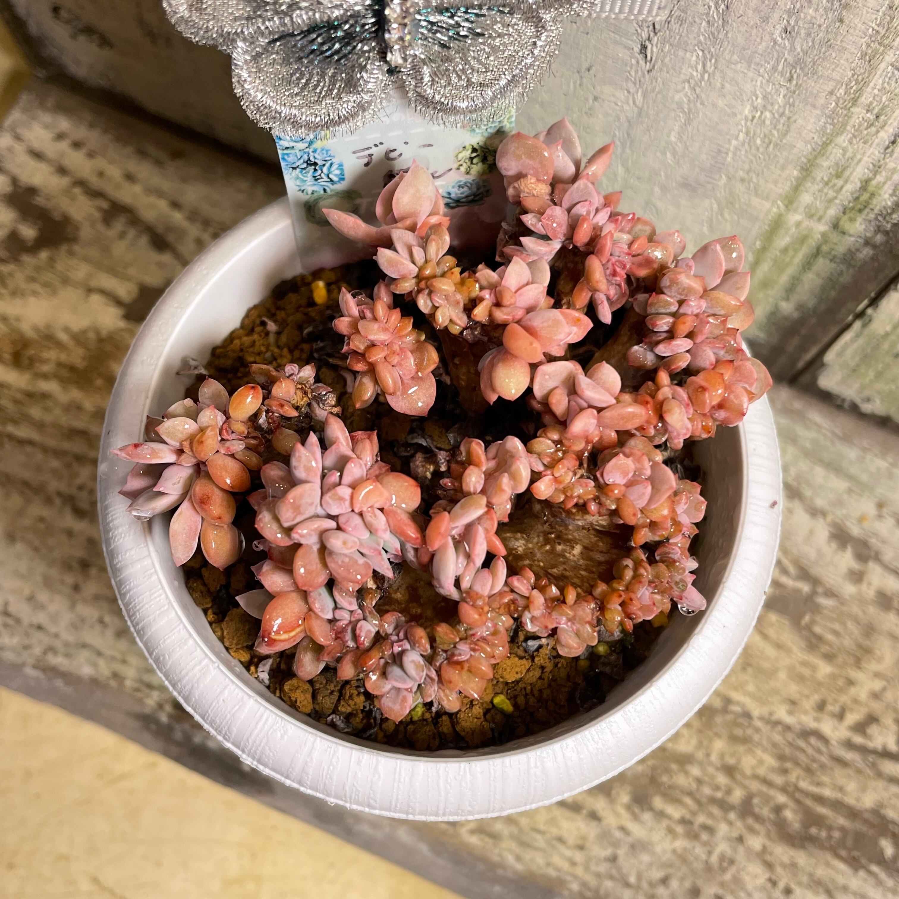 綴化？石化？✓レッドオデッティ① 小さめ 根付き苗 抜き苗