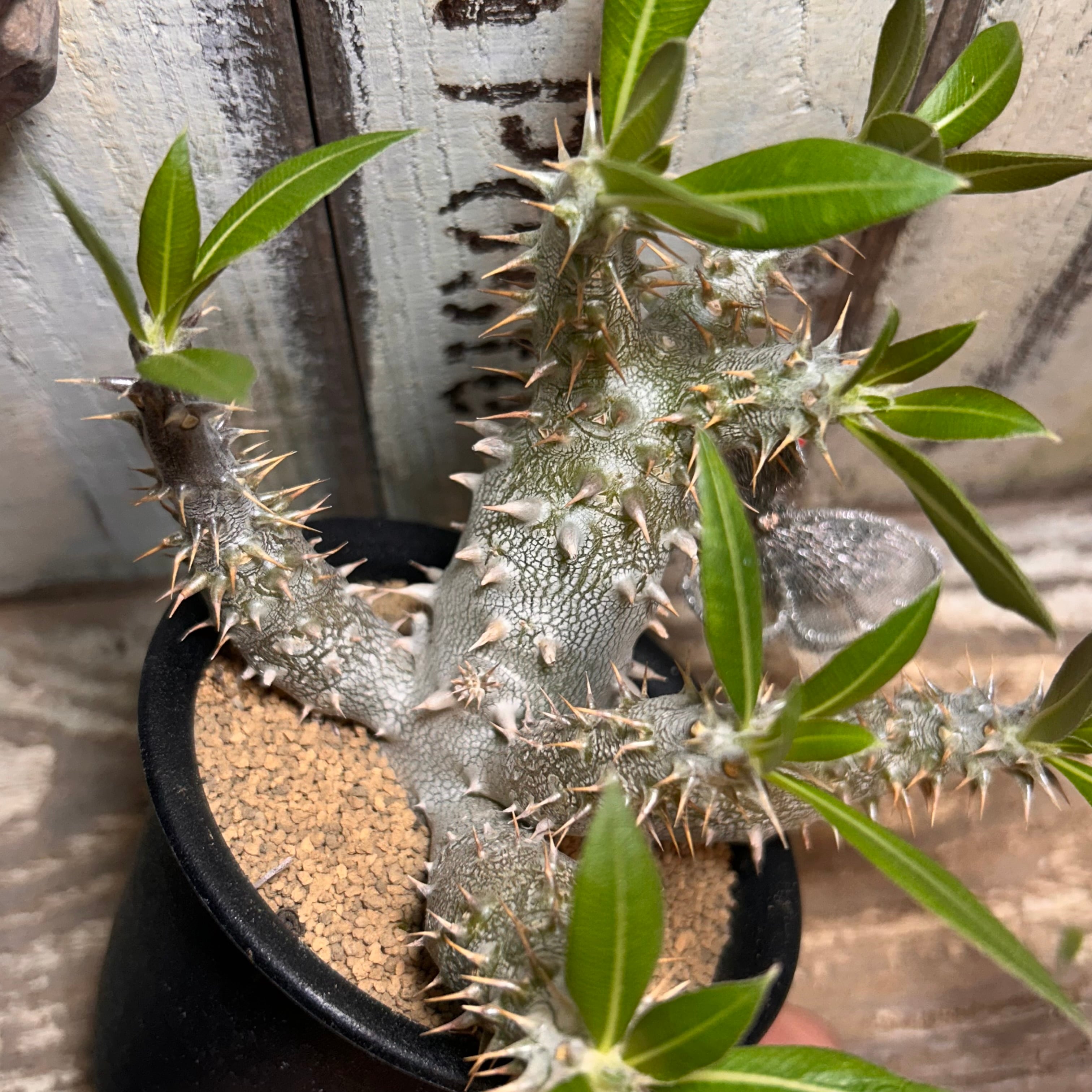 T)パキポディウム 恵比寿大黒(夏型) | RuPo 多肉植物専門店