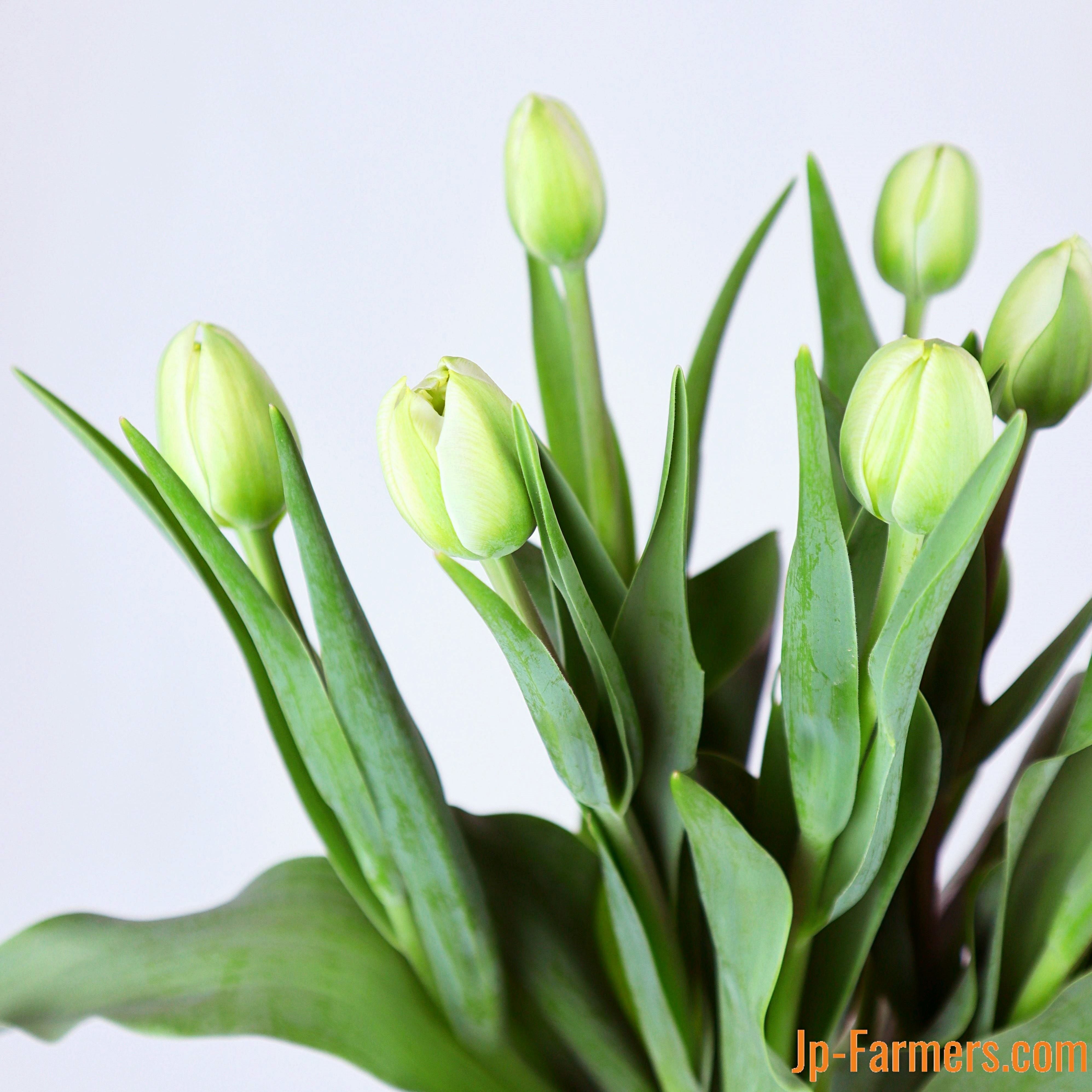 チューリップフェア】八重咲きチューリップ 白『ノースキャップ』 10本