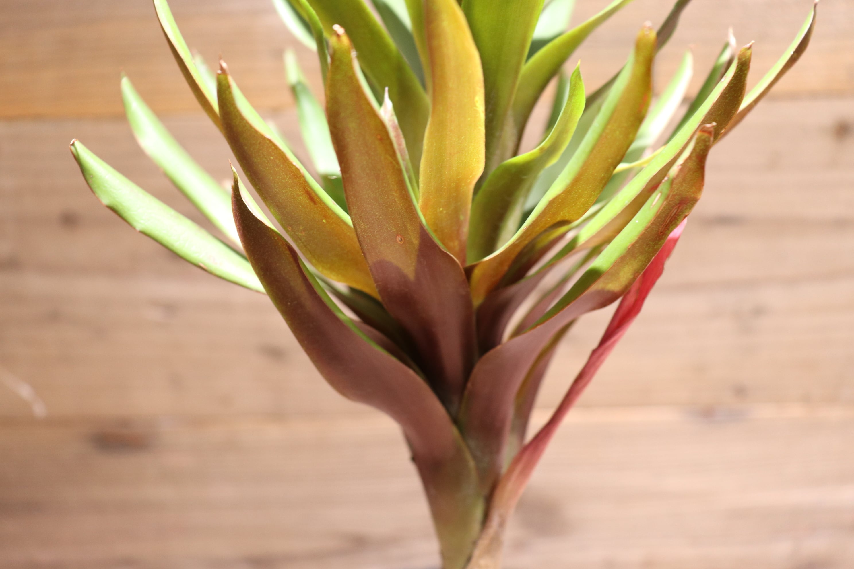 送料無料】Aechmea 'Stalker'〔エクメア〕現品発送A0052 | plane plants