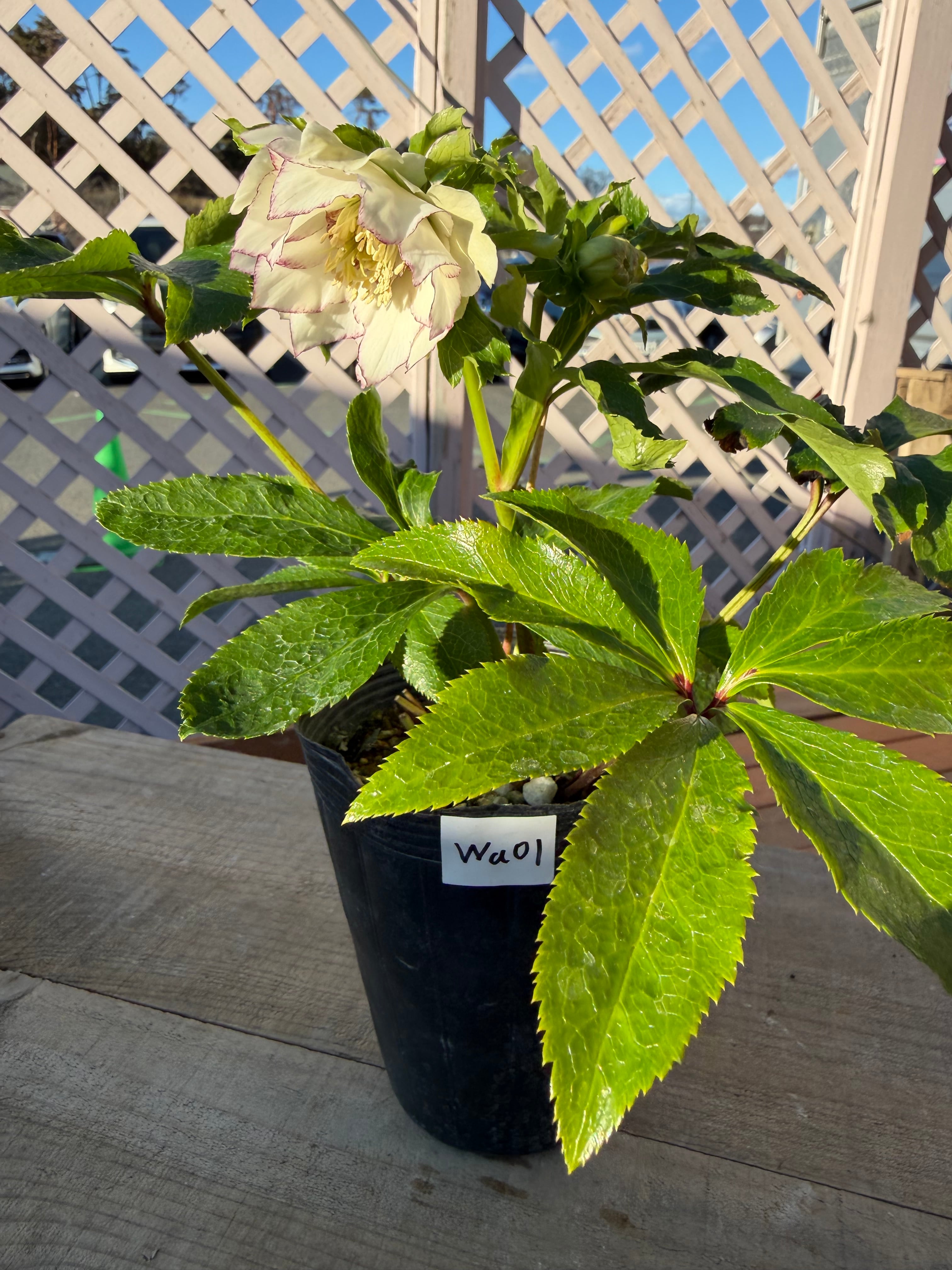 シャルウィダンス 若泉ファーム クリスマスローズ【Wa01】送料無料