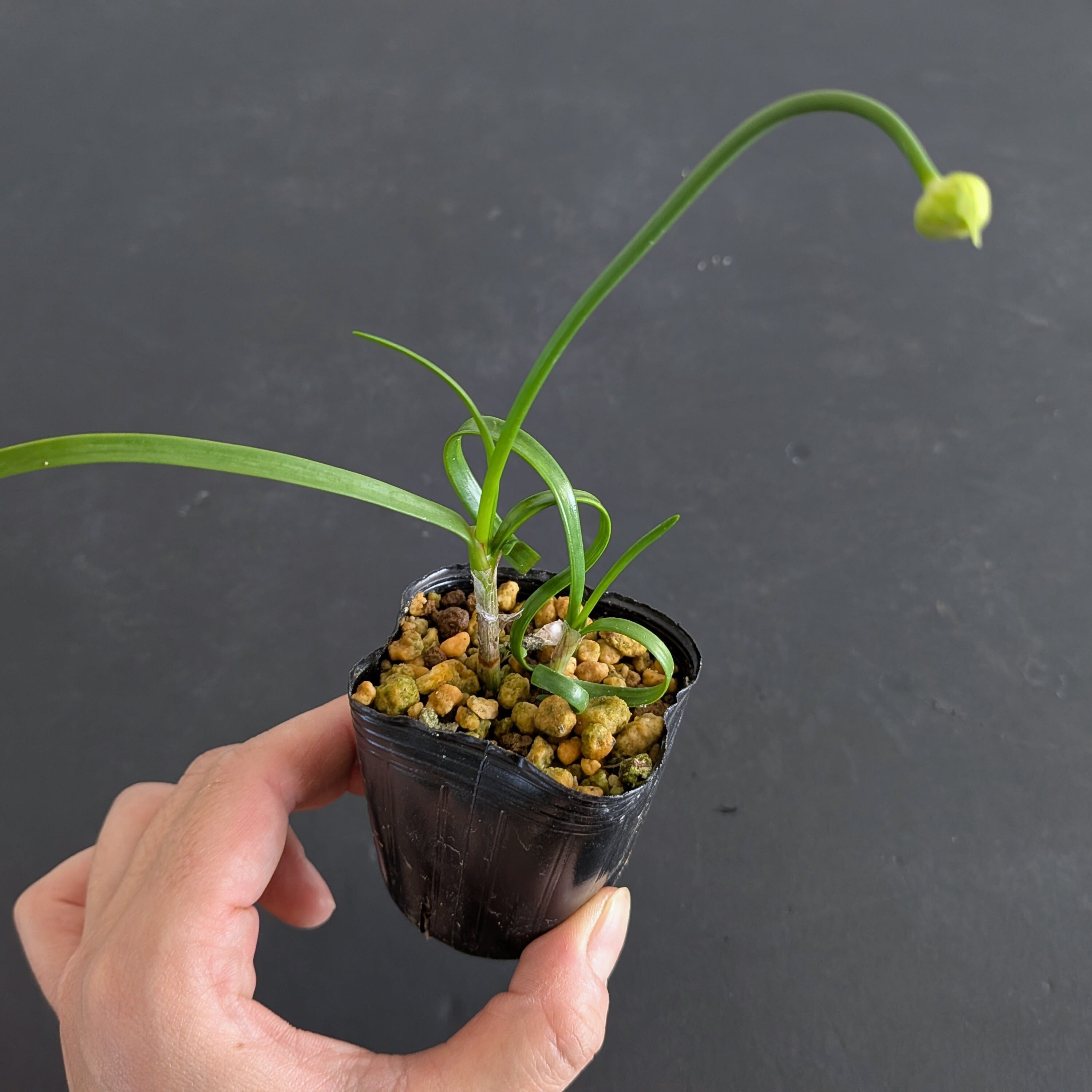 対馬巻葉ラッキョウ 苔テラリウム作製用素材