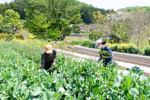 《毎週発送》FIO野菜-定期便 Mサイズ