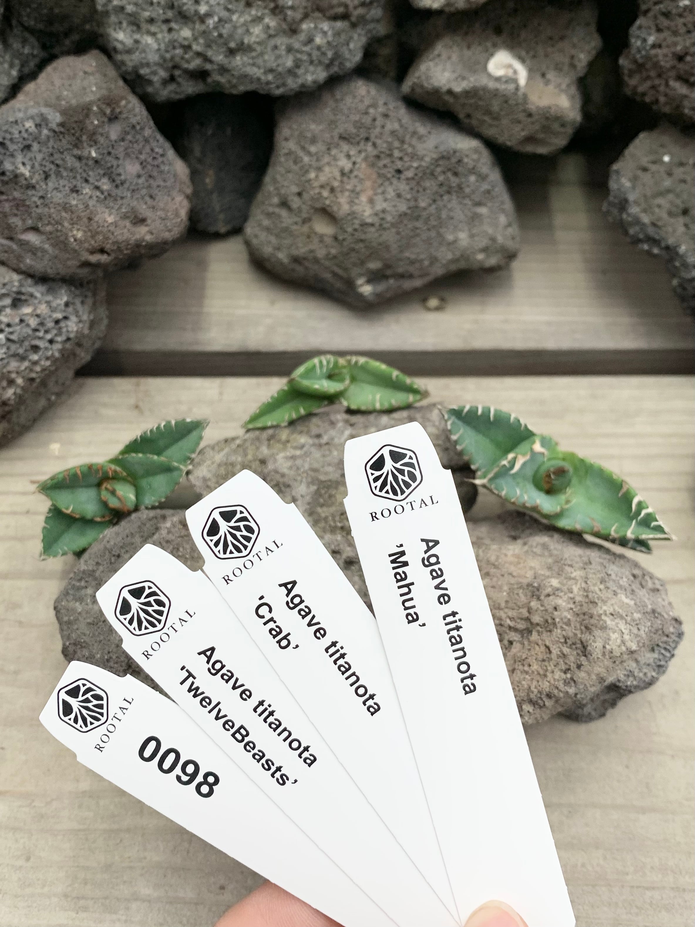 ★0098 アガベ 麻花・十二獣・カニ(ベアルート)3点セット