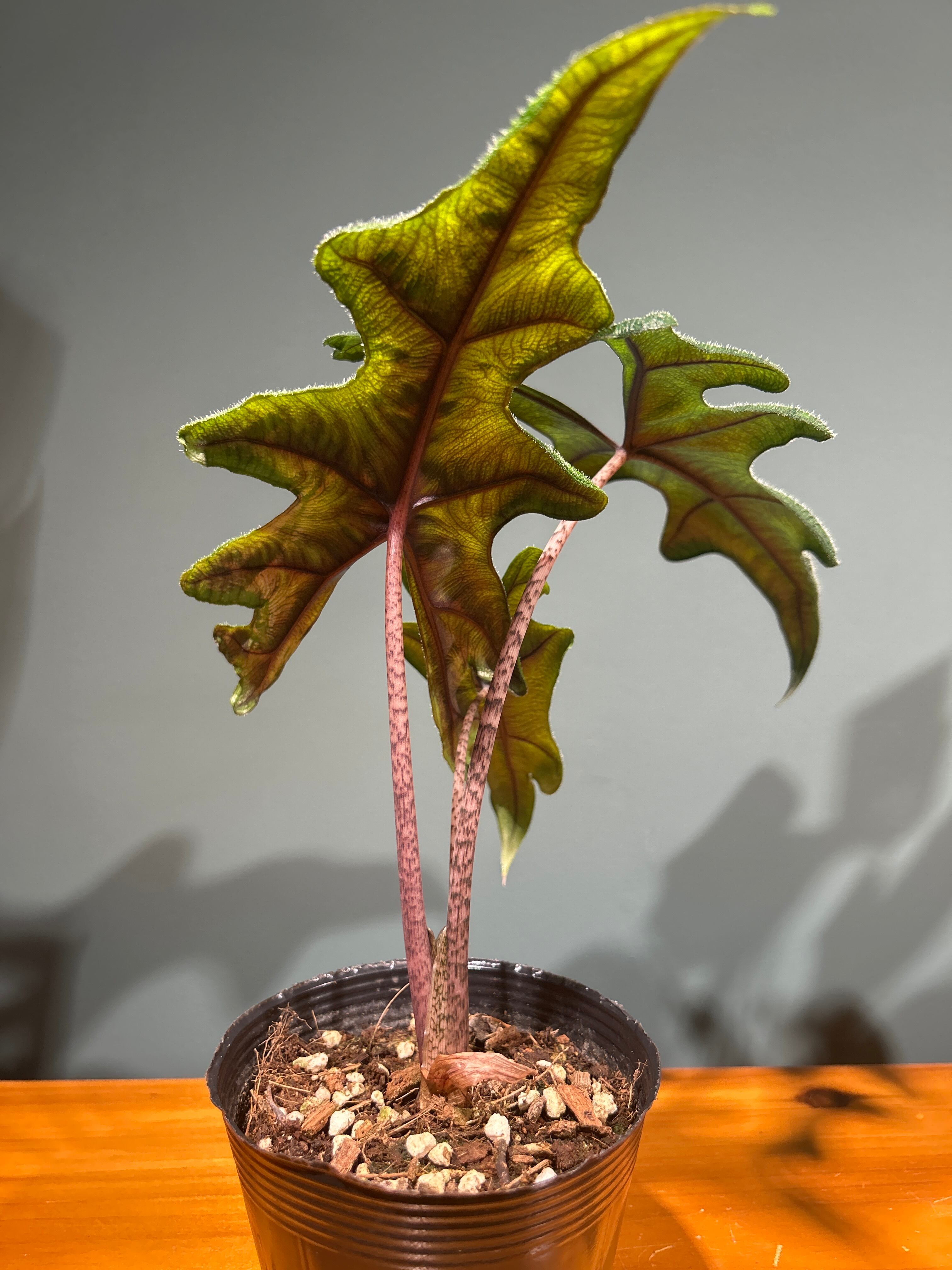 アロカシア ジャックリン3.5号 | 植物との暮らし apricot
