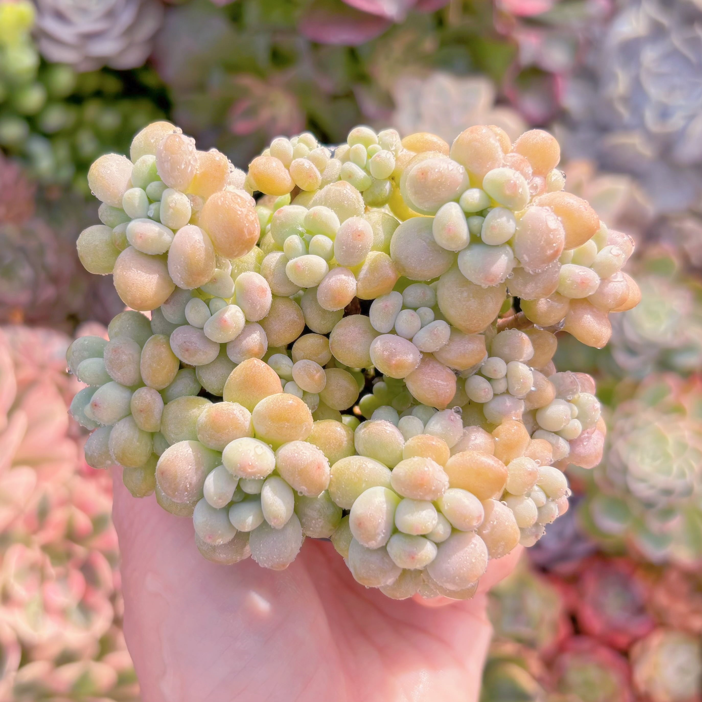 現品　ロココ#D01　群生　古株　るる農園