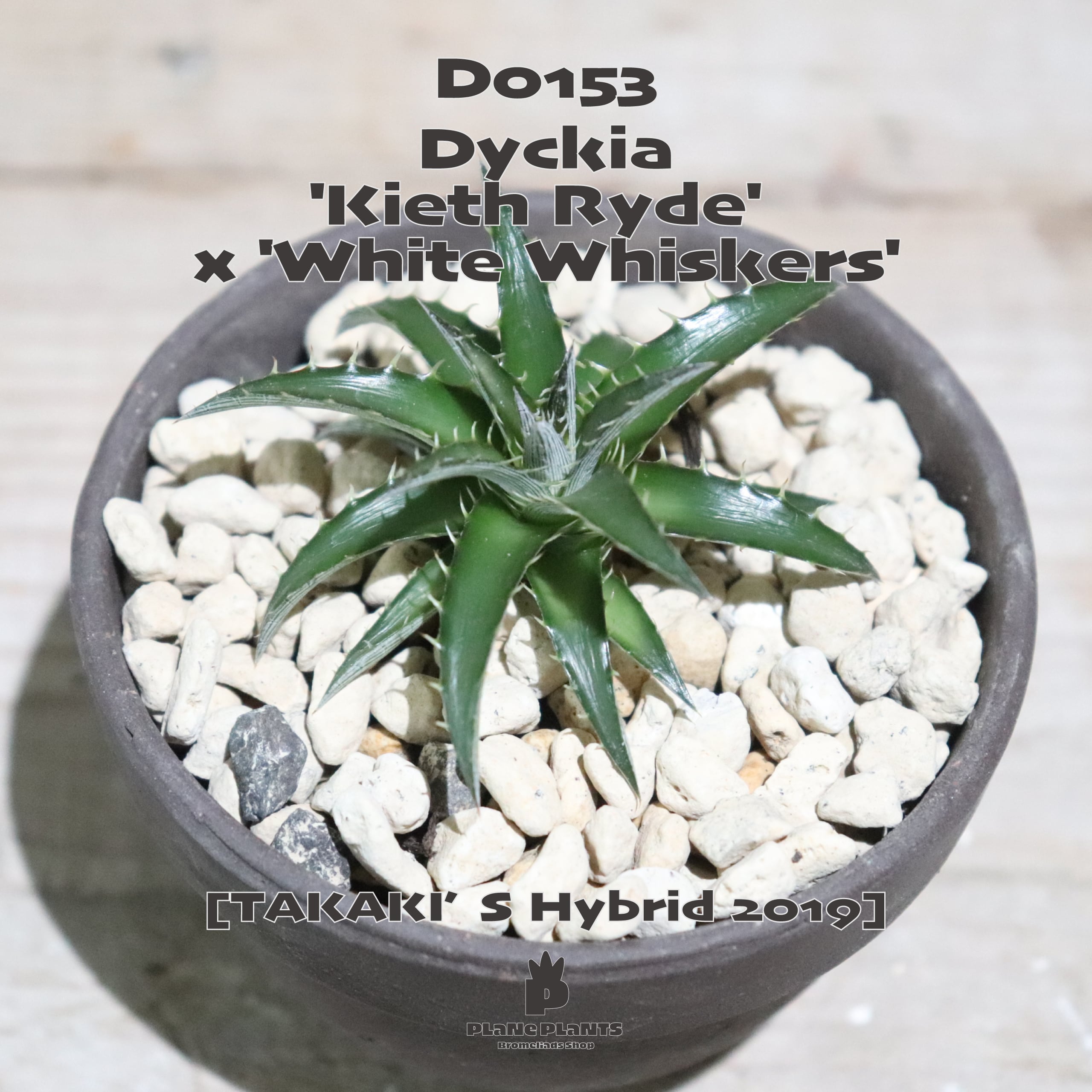 送料無料】'White Whiskers' x ('Brittle Star' F3 x goehringii