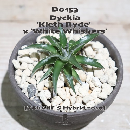 【送料無料】'Kieth Ryde' x 'White  Whiskers'〔ディッキア original hybrid〕現品発送D0153