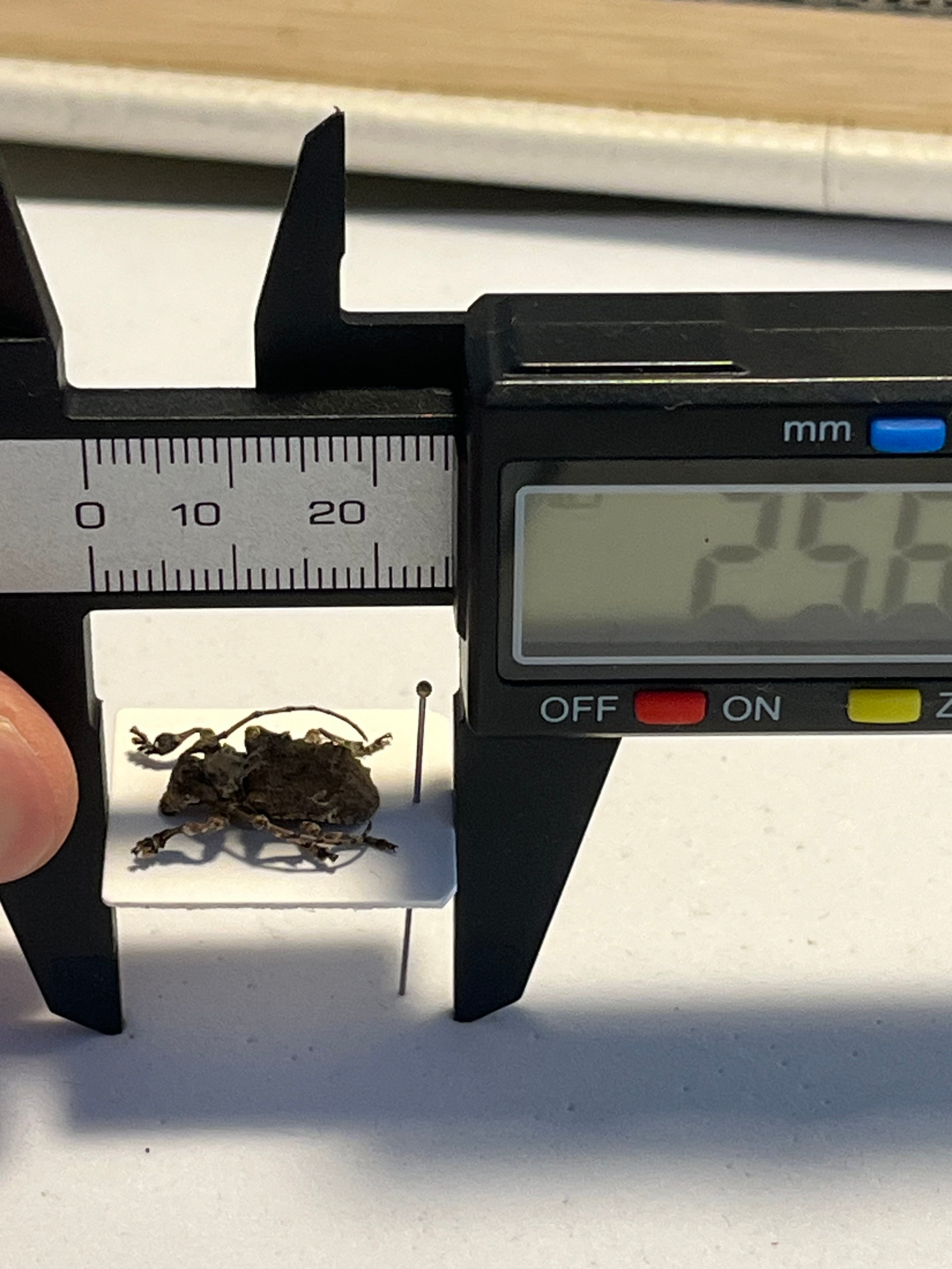 毒刺甲虫】サソリカミキリ 昆虫標本 Onychocerus scorpio ウスバ