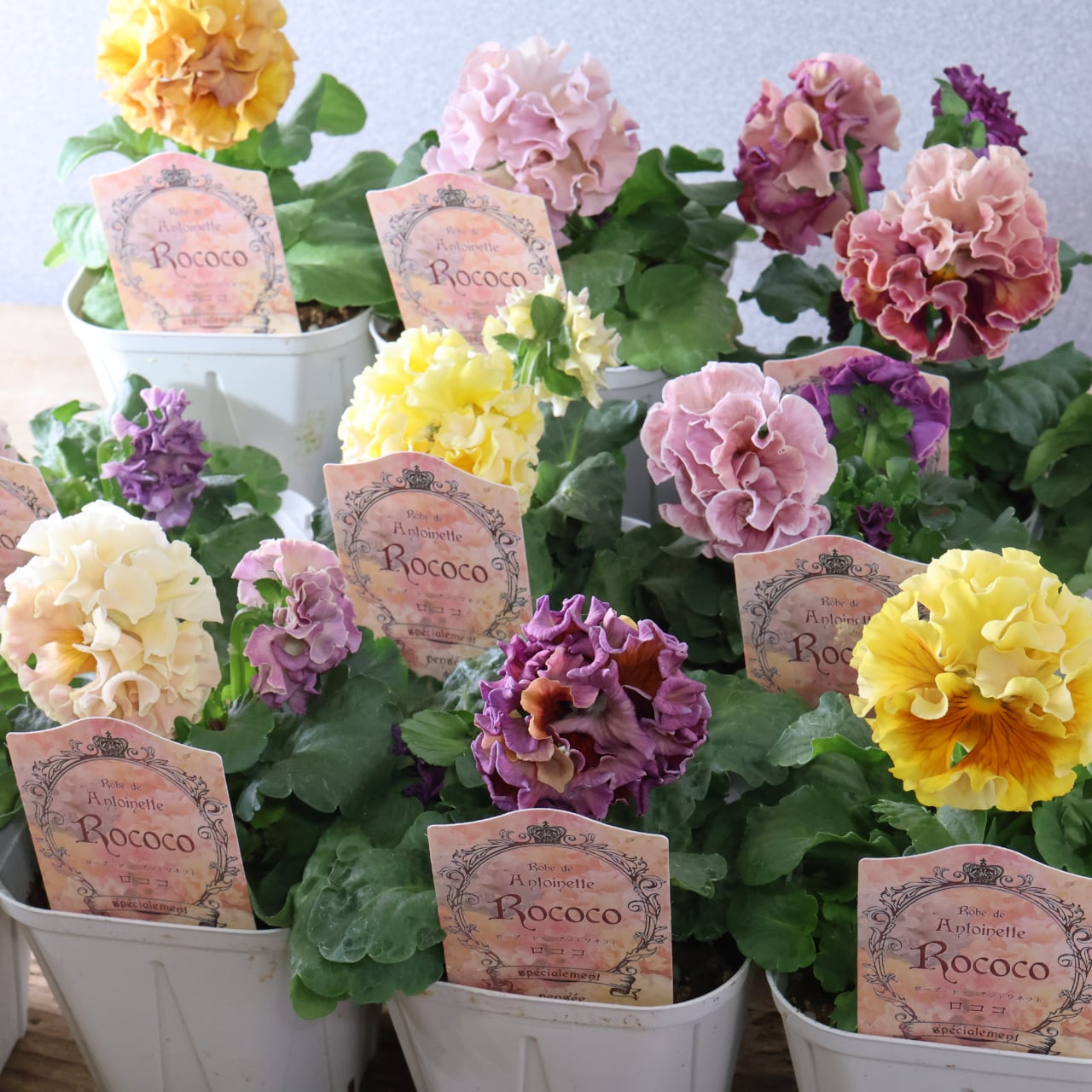 479 超希少！サトウ園芸さんの『ローブ ドゥ アントワネット 