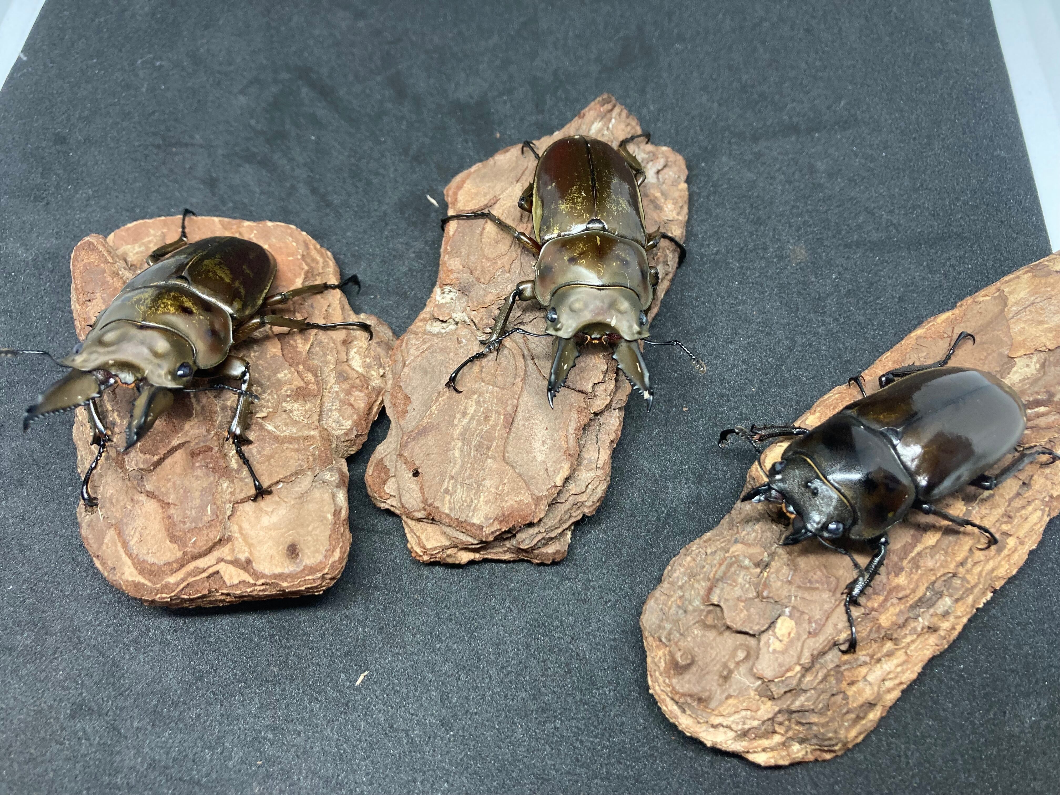 insectbace パラワンオオヒラタ 新成虫 ♀2頭 43mmUP 未後食・未使用 