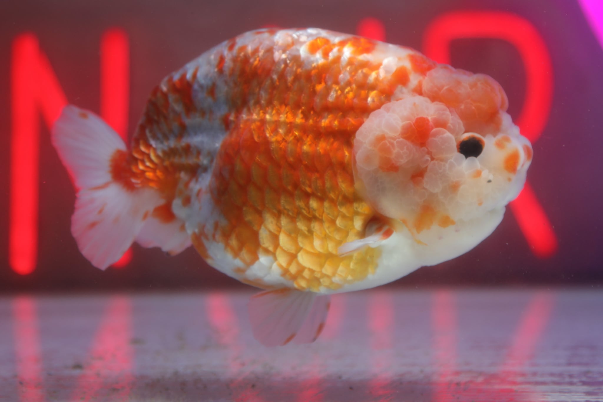 金魚大地