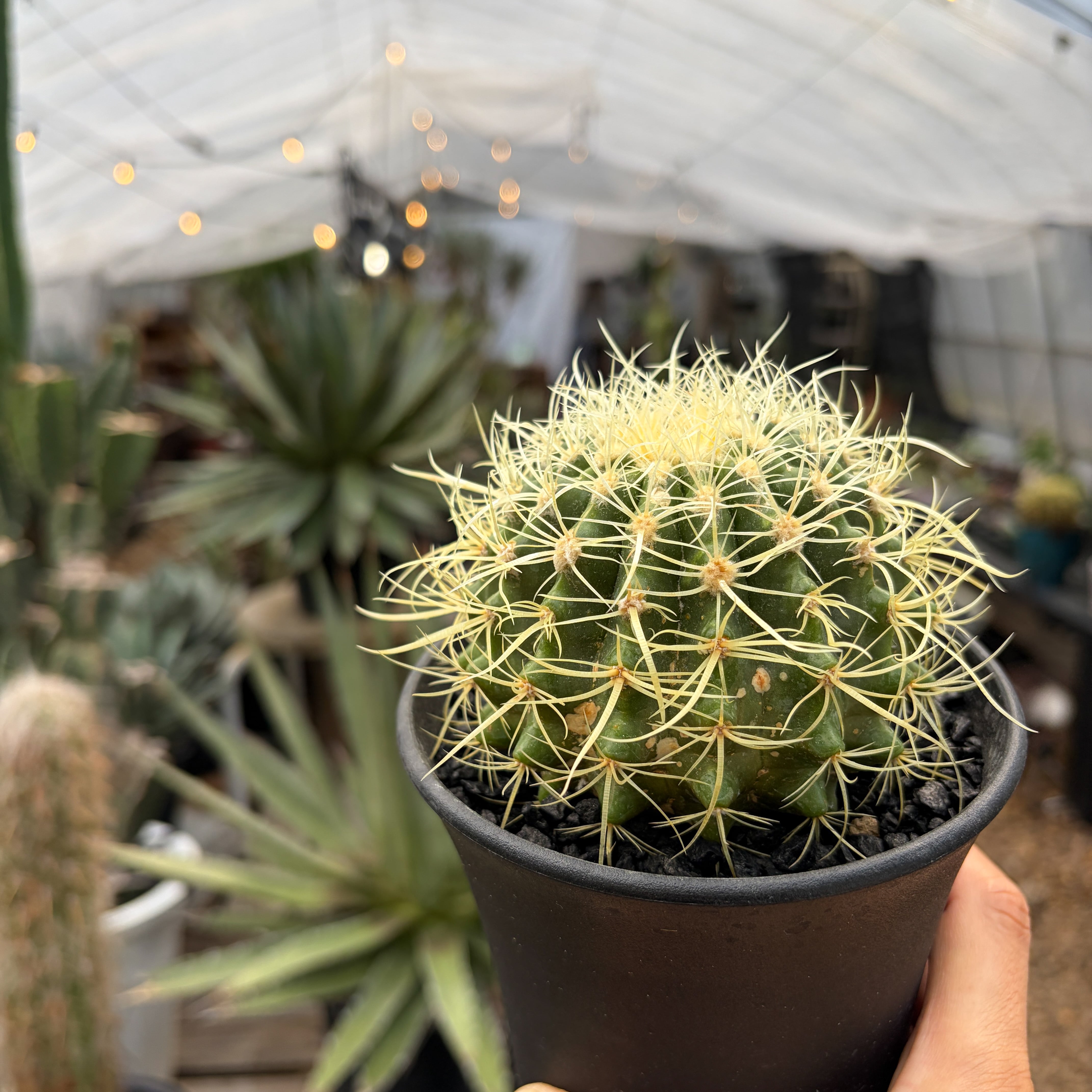 Echinocactus grusonii 【エキノカクタス・パーマネント金鯱