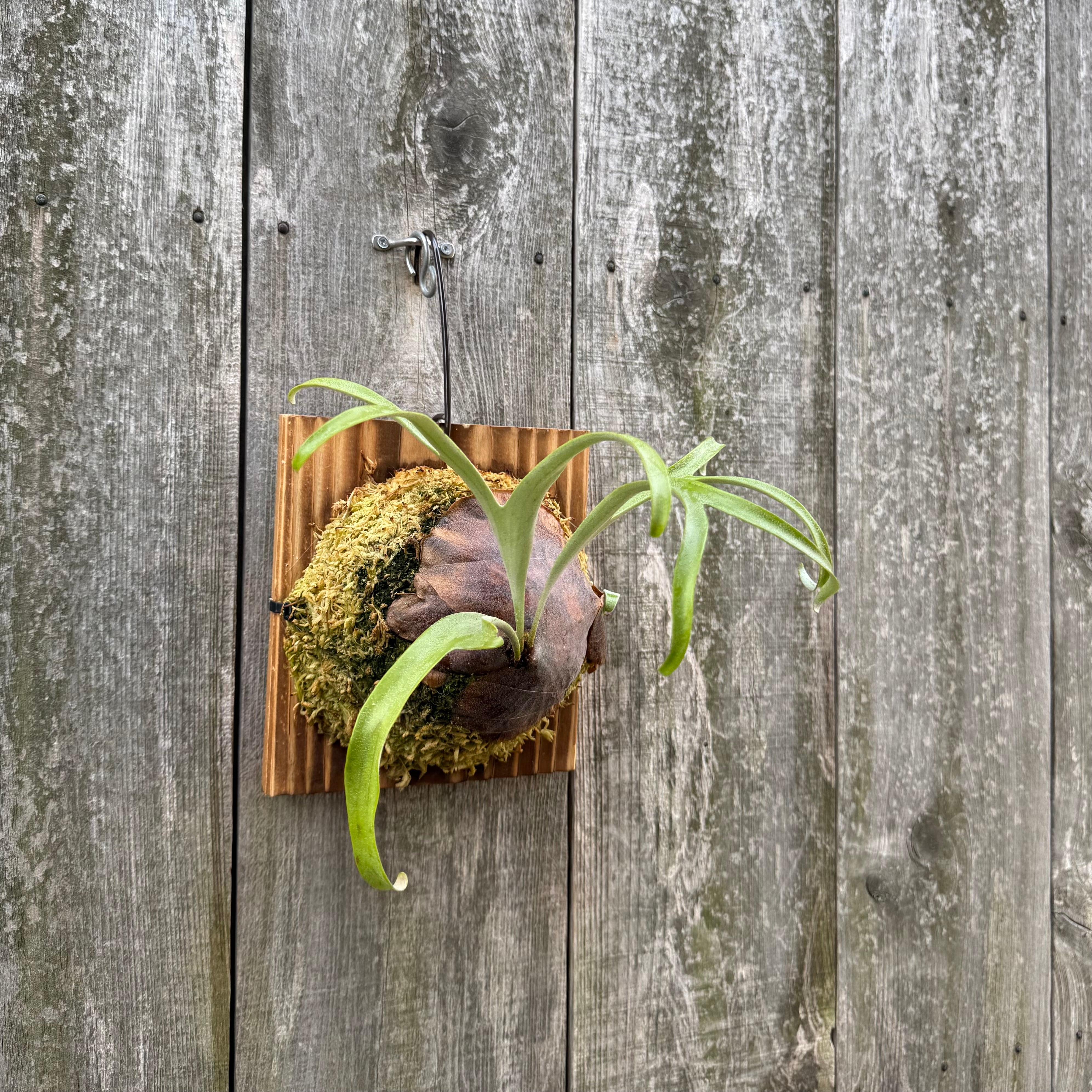 P. alcicorne dwarf | naturefix