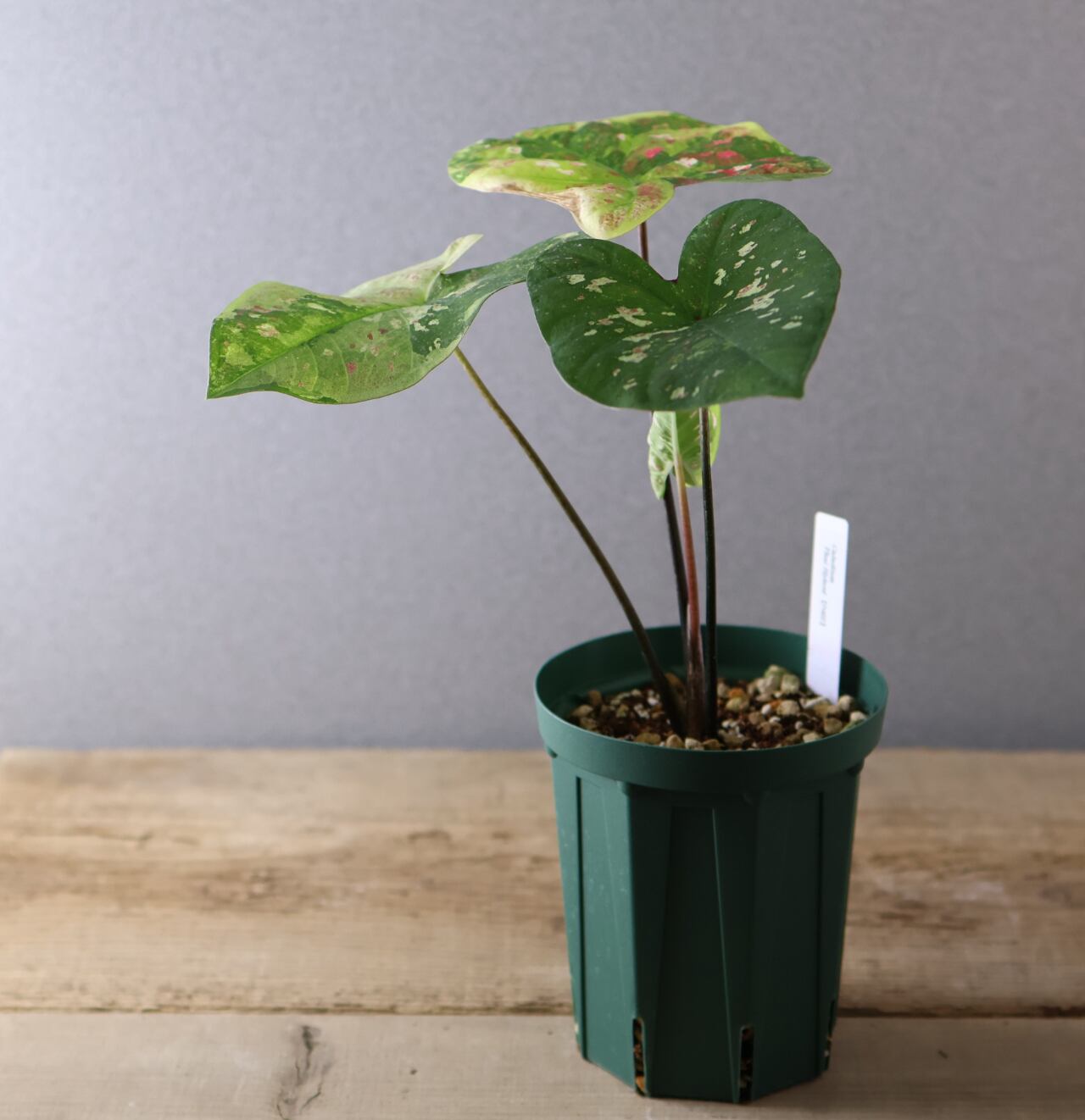 389 熱帯の色彩を纏う『カラジウムタイハイブリッドPH02』観葉植物
