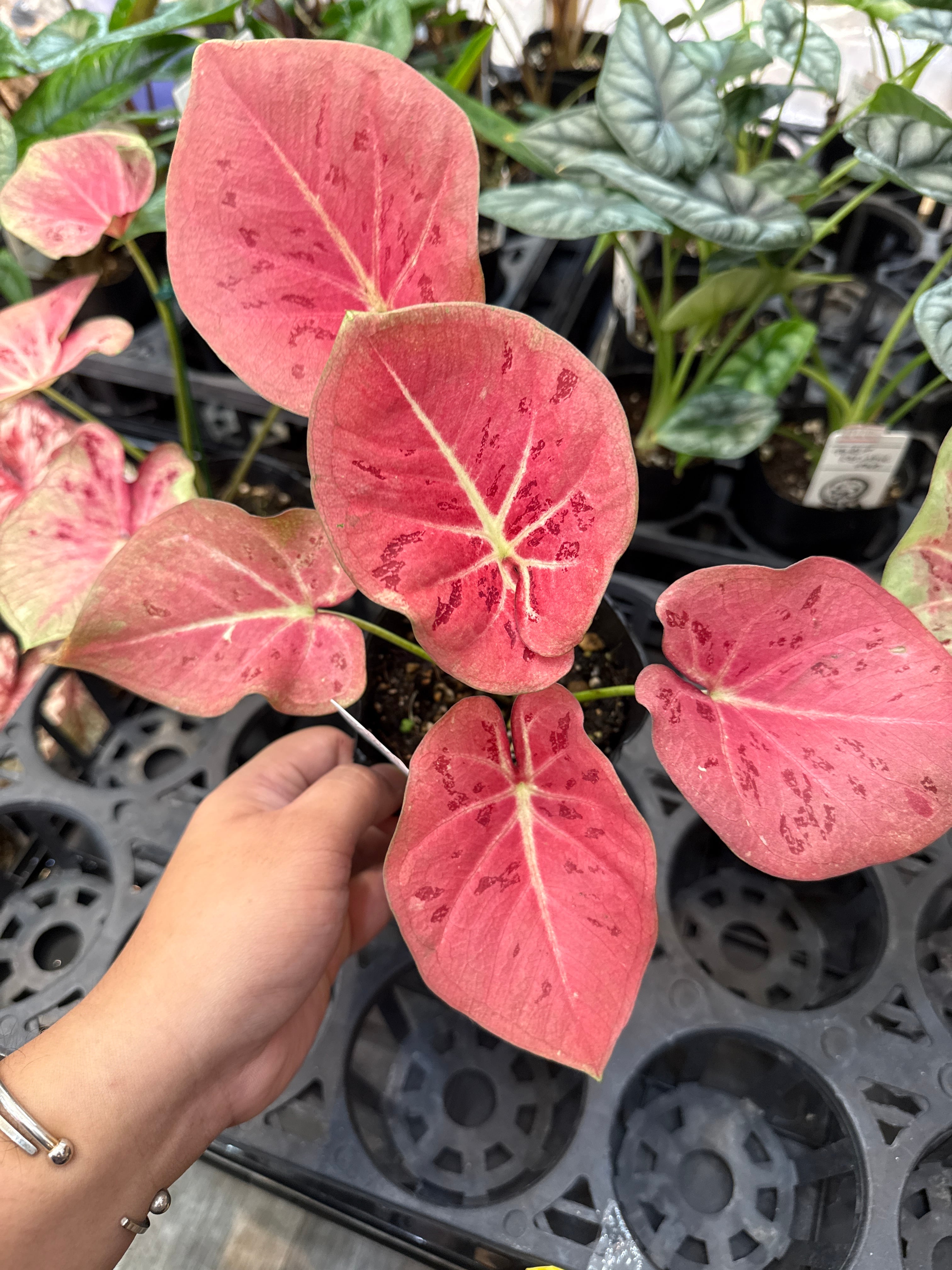 ① (Mucho) Begonia cucullata pink variegated / ベゴニア ククラータ