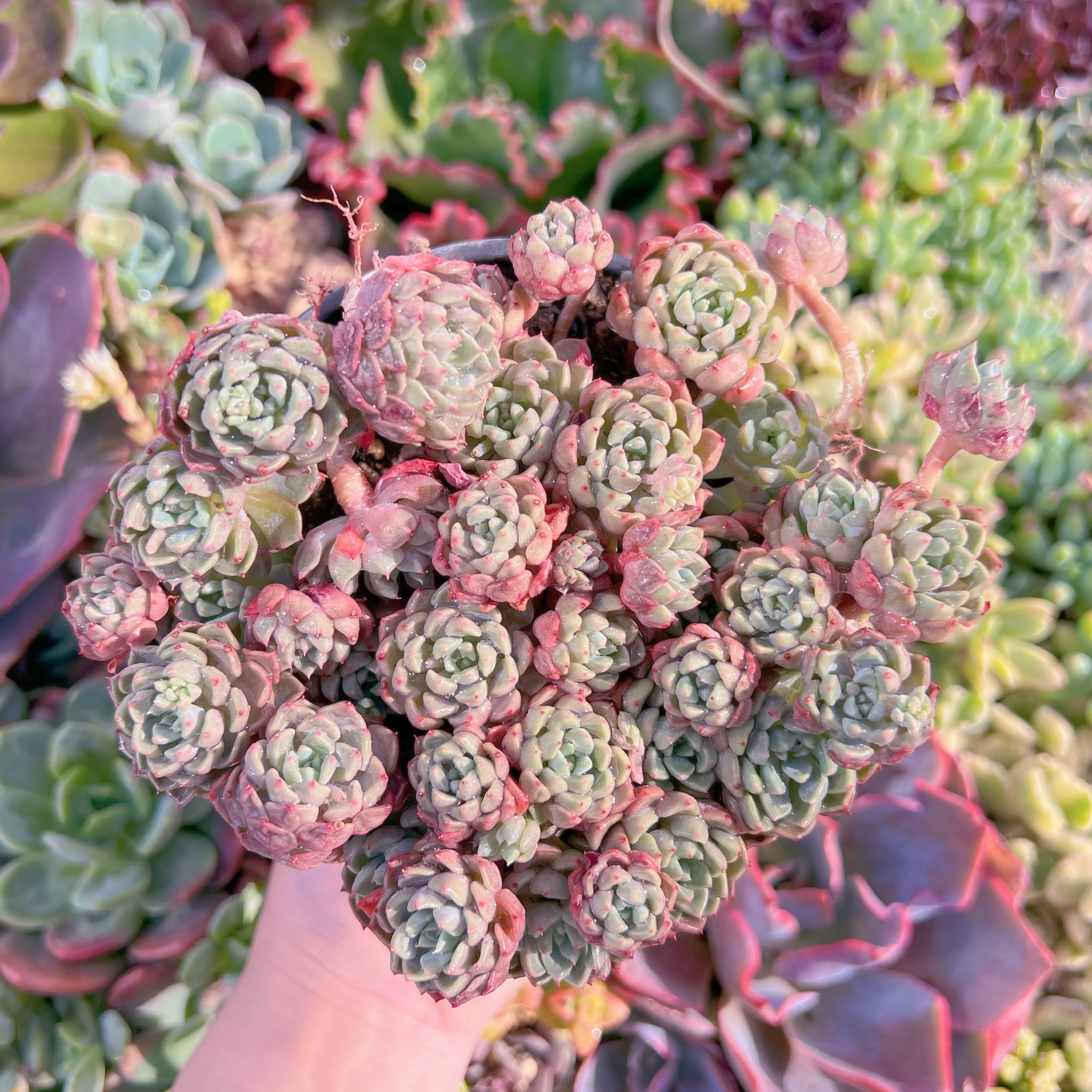 現品　スノーピーチ#M282　大群生　新入荷　るる農園