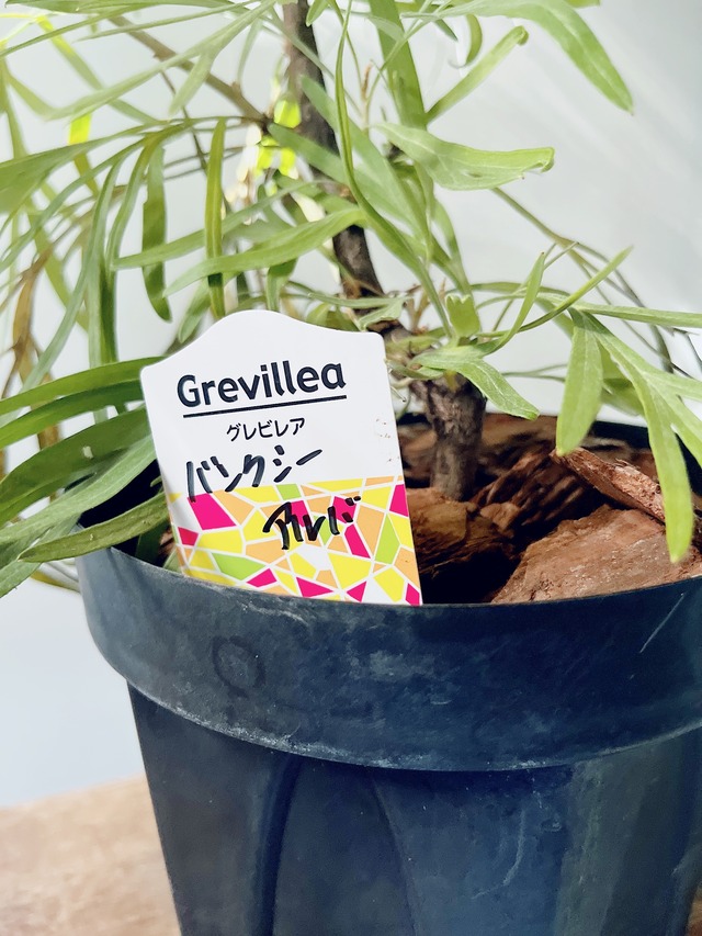 《希少》グレビレア バンクシー アルバ オージープランツ 観葉植物 calm cafe