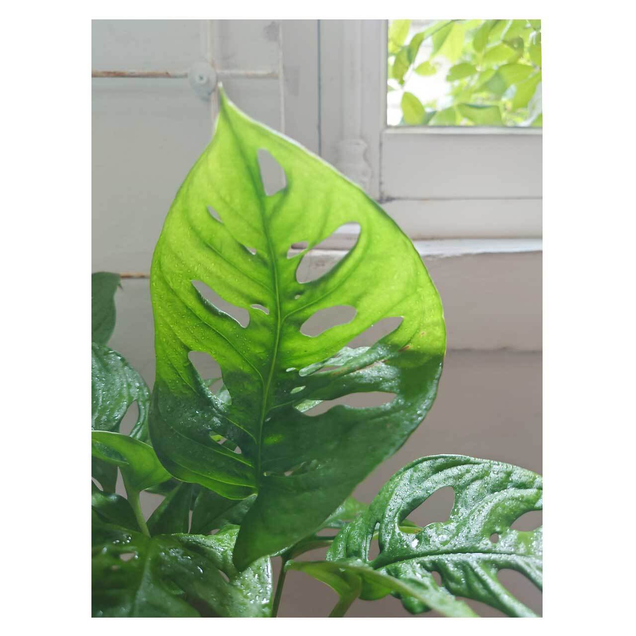 Monstera friedrichsthalii | Seeding