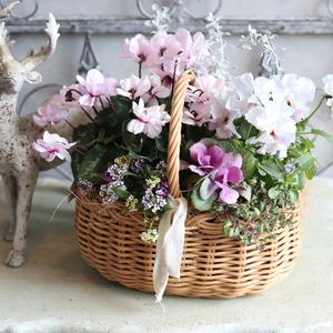 冬から春に楽しむ寄せ植え　ピンクの八重咲きシクラメンとパンジーぺルクレアのやさしい春色のバスケットの寄せ植え　お正月にオススメ　届いてすぐ玄関に飾れる 　プレゼントにもオススメ　