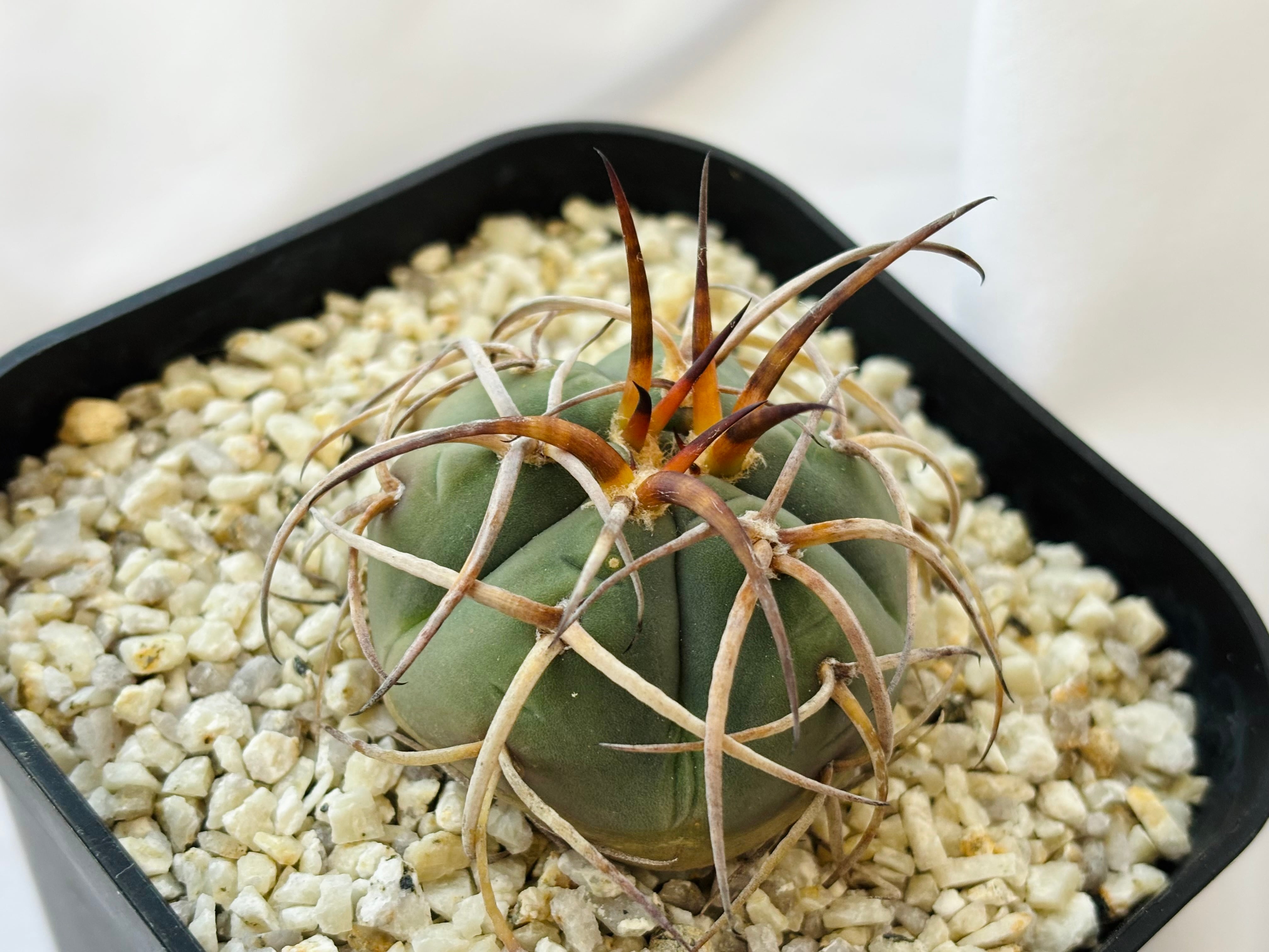 Gymnocalycium cardenasianum ギムノカリキウム 光琳玉 サボテン