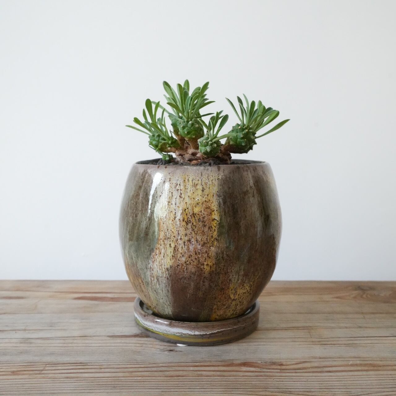 送料込み】スキンダプサス トレビー 5号サイズ ハンギングプラ鉢 | 草陽香