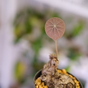 Stephania kaweesakii / ステファニア カウィーサキー㉜/ 観葉植物
