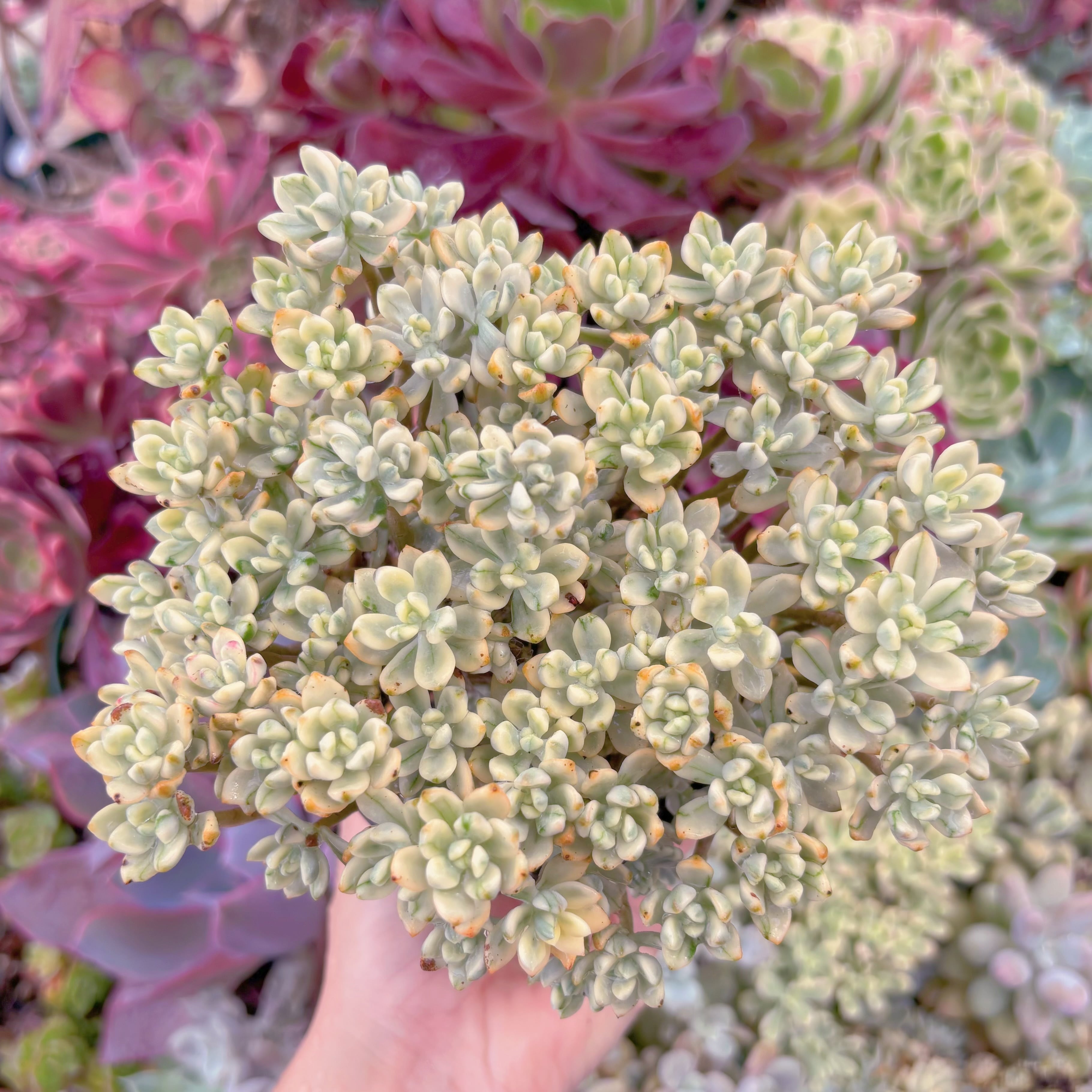 現品　マイキーシュガー錦#E05　るる農園