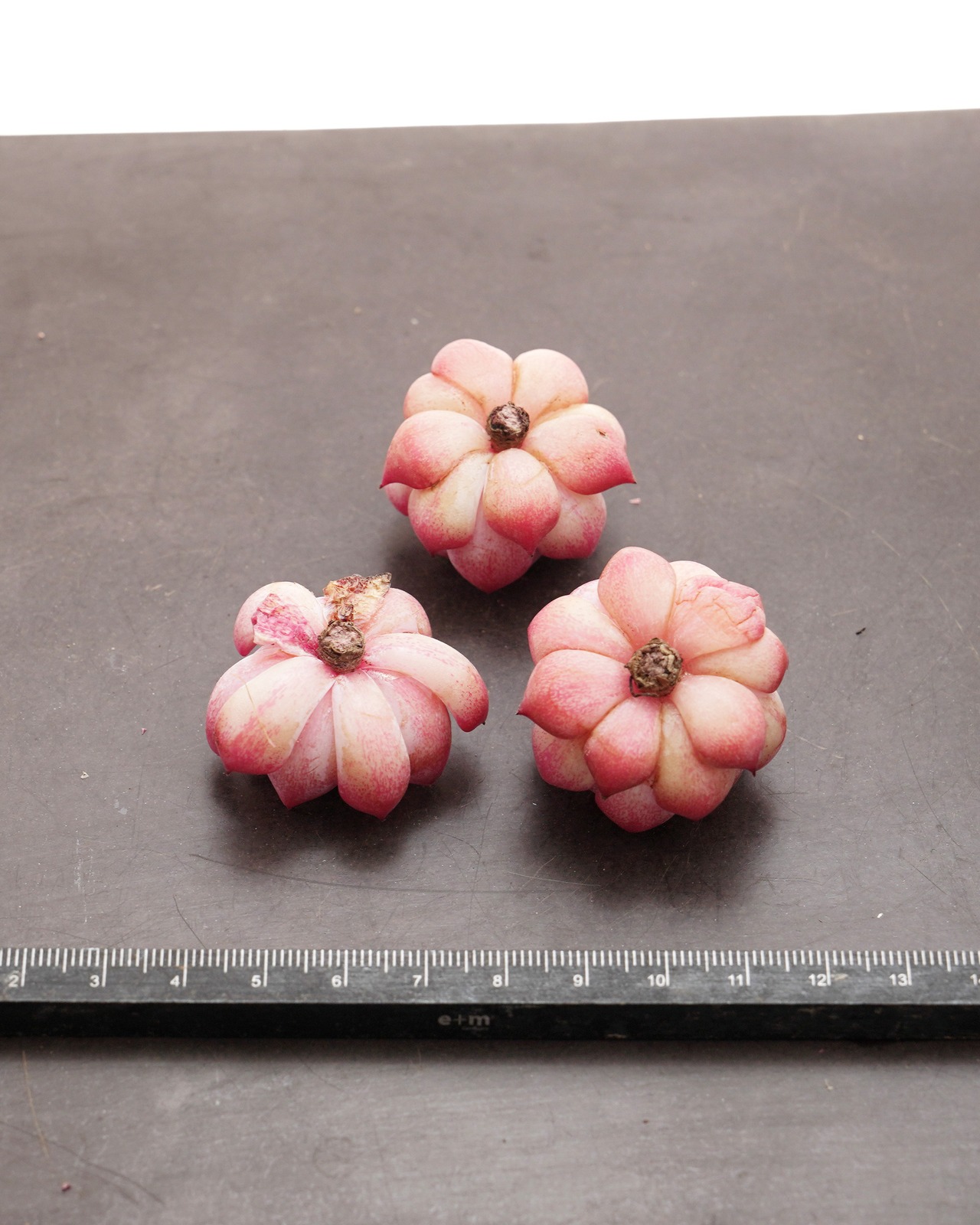 カット苗 カンティクル Echeveria 'Canticle'