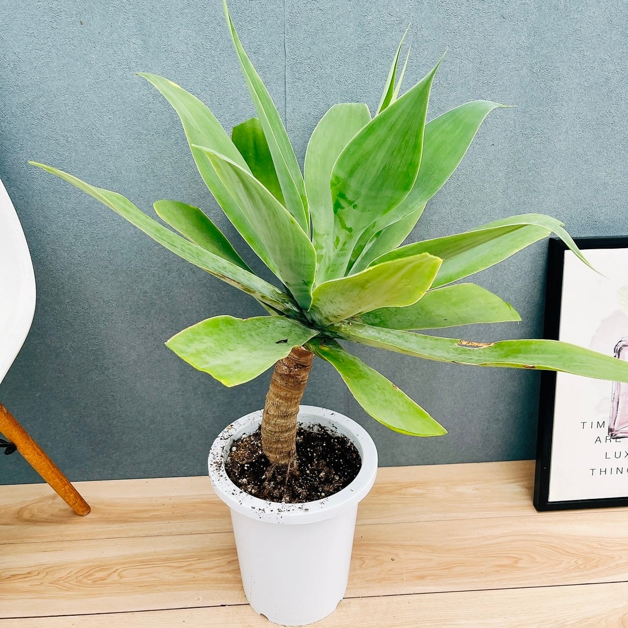 現品］9番 アガベ アテナータ 8号 観葉植物 大型 綺麗 屋外 多肉植物