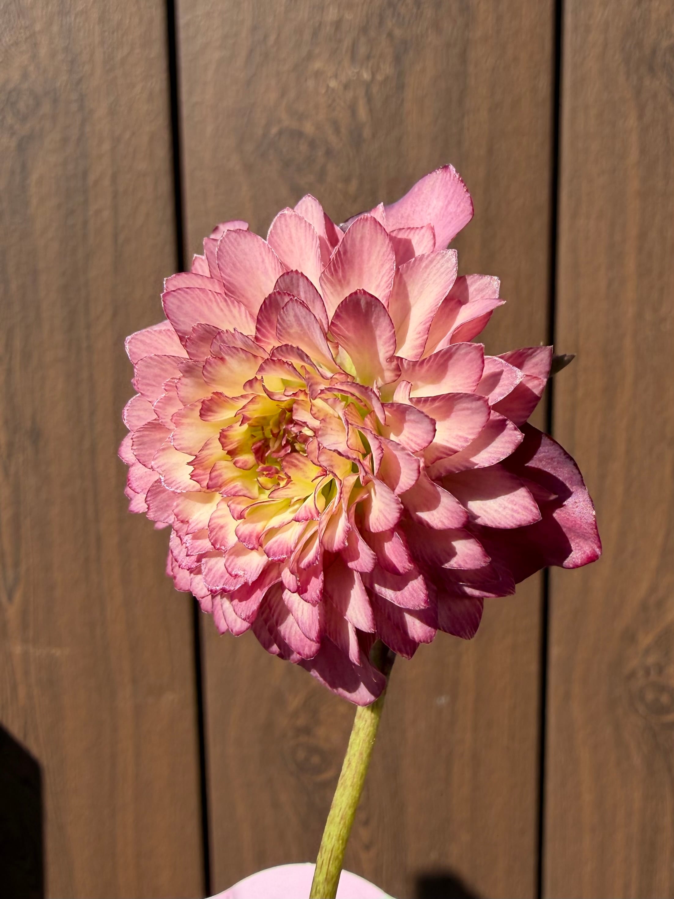 フル多弁化ピンクグラデーション超多弁 ※蕾無し特価 吉田園芸