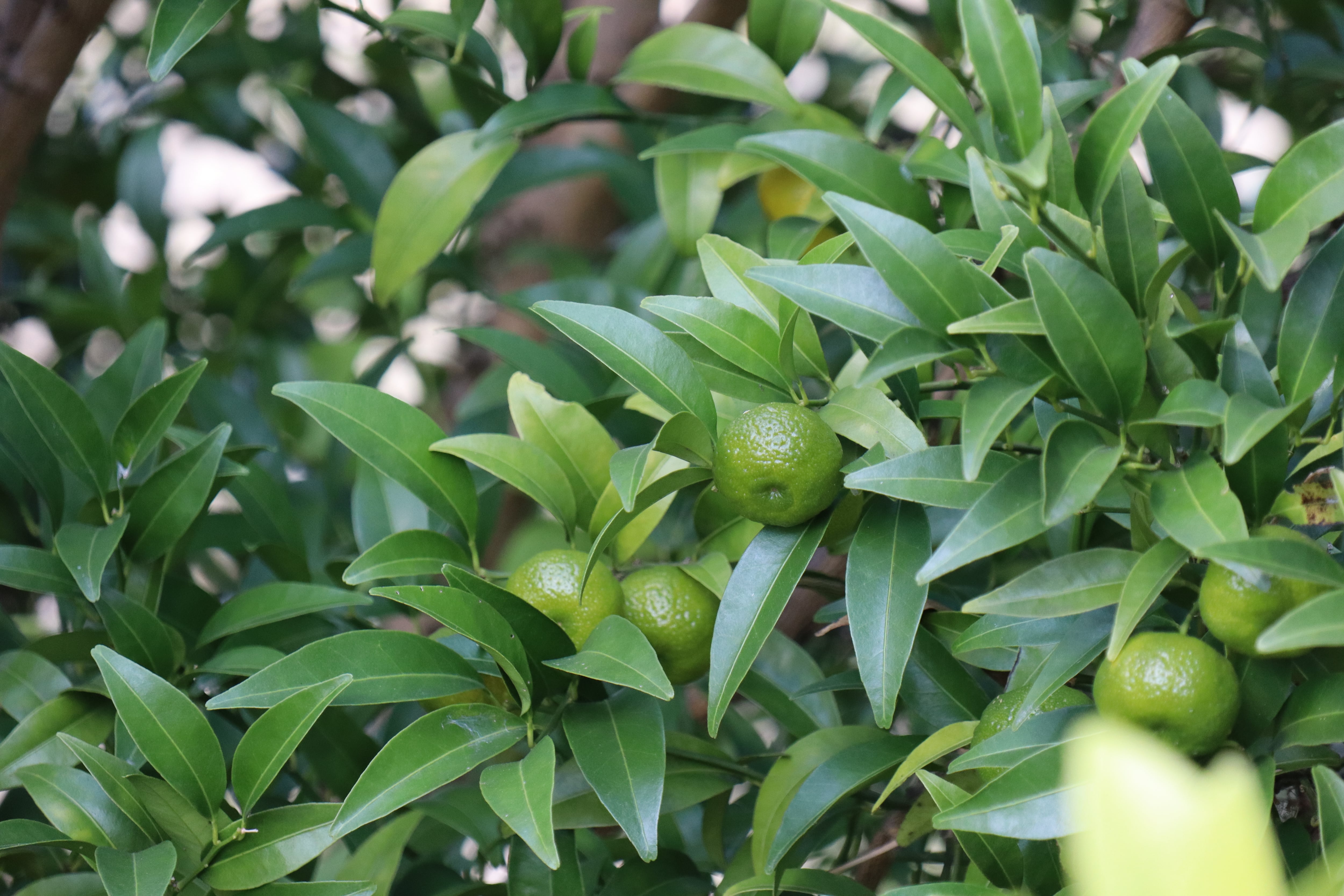 ドライ『大和橘の葉』無添加 素のまま乾燥 | なら橘プロジェクト推進協議会