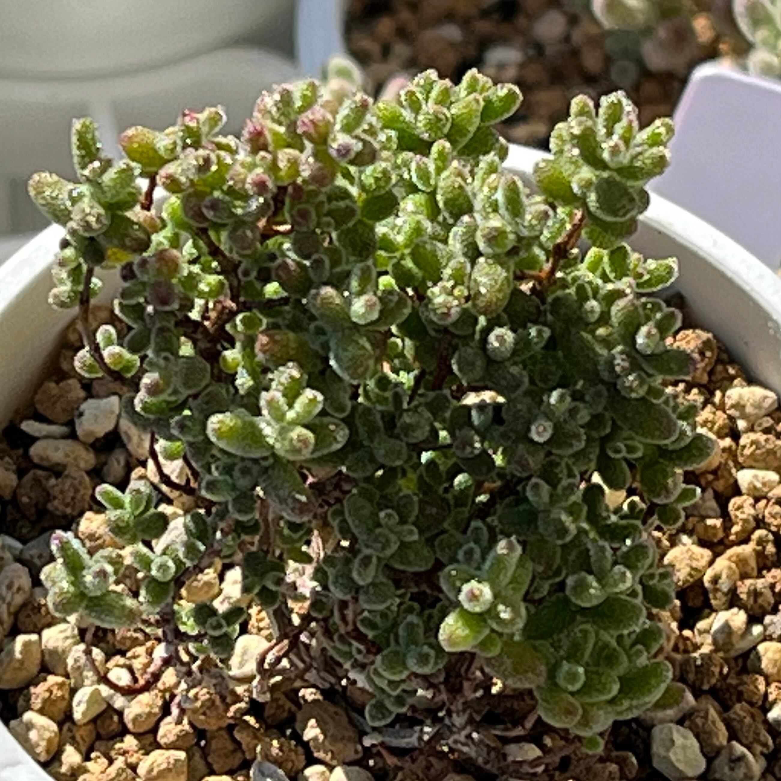 ハオルチア 三仙寿錦 | mocono_plants