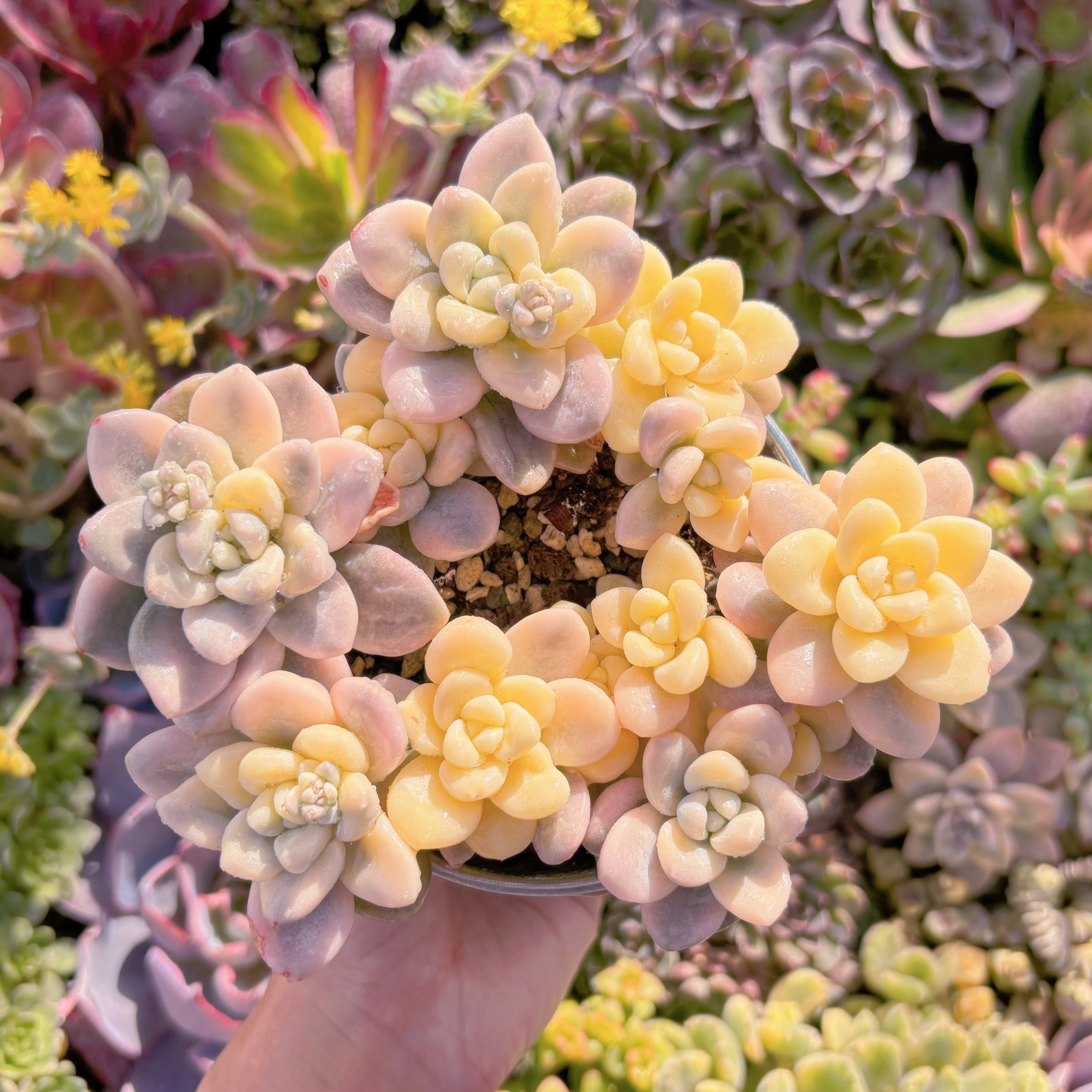 現品　マカロン錦#3022　極上株　超美苗　在庫僅少　るる農園