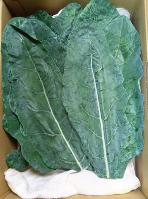 ハイパールケール 約1.5kg/箱  農薬・化学肥料不使用栽培　（長野県原種/育成栽培品種）