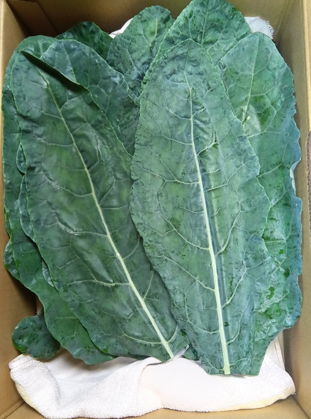 ハイパールケール 約1.5kg/箱  農薬・化学肥料不使用栽培　（長野県原種/育成栽培品種）
